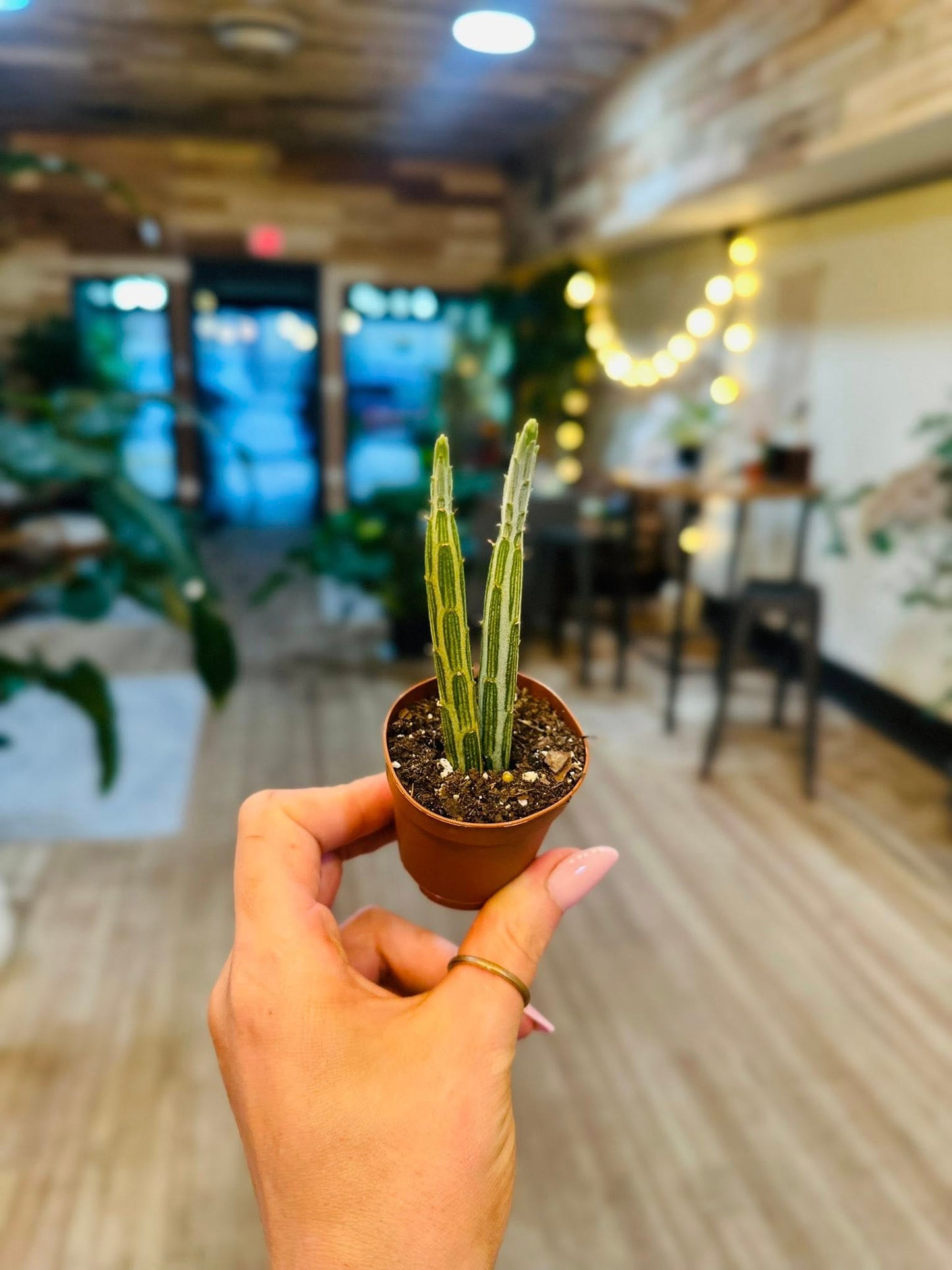 2" Senecio Pickle