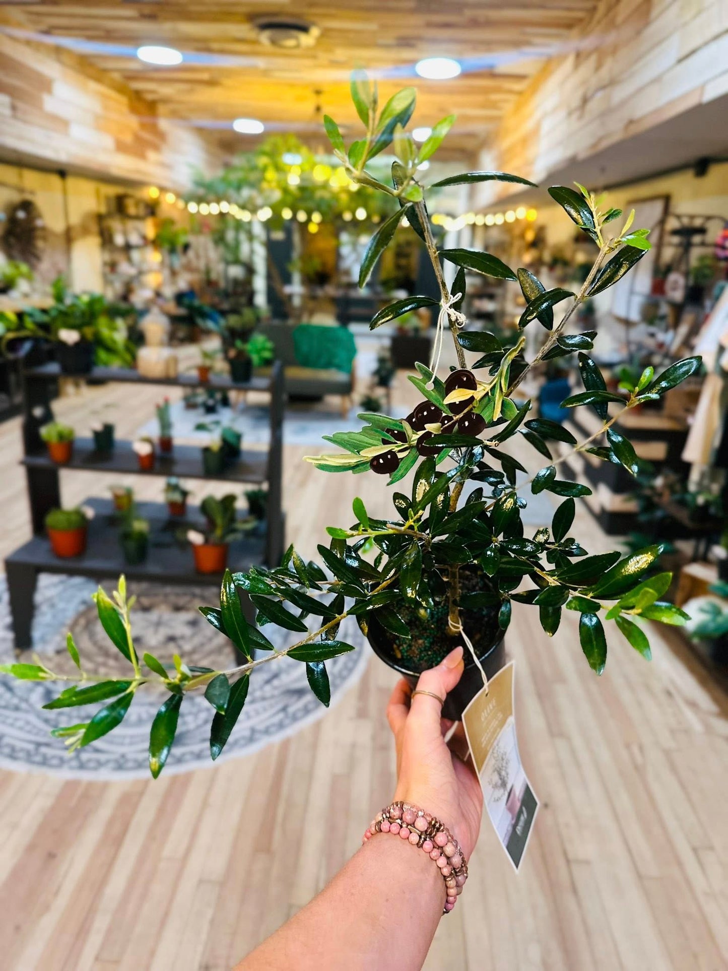 4" Olive Bush