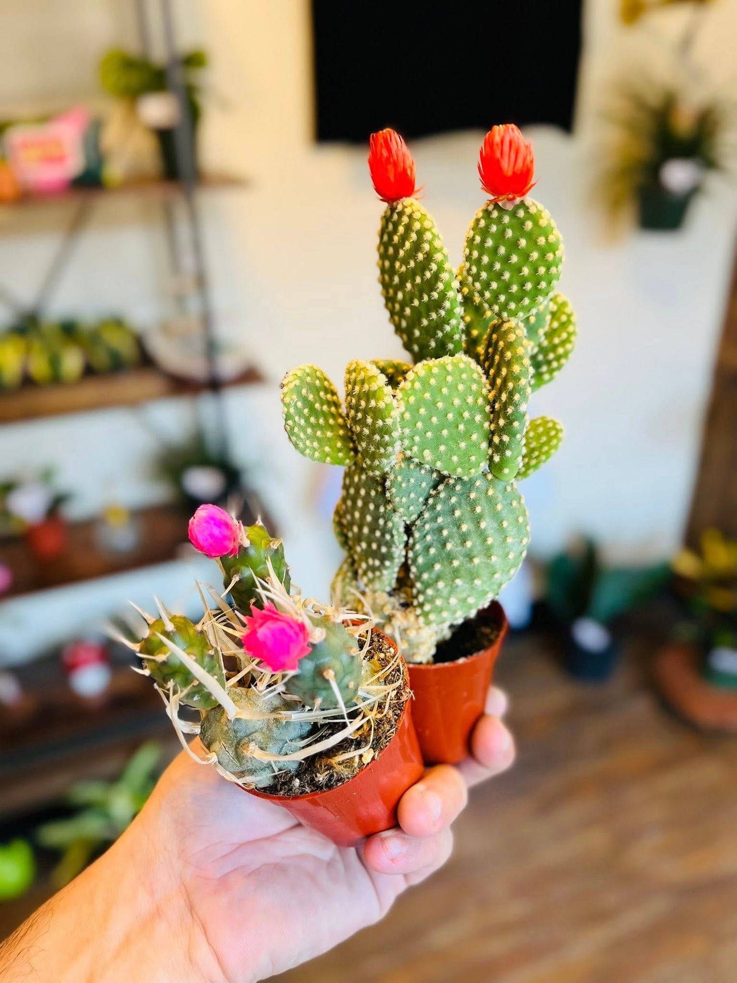 2.5" Cactus Asst w/ Straw Flower