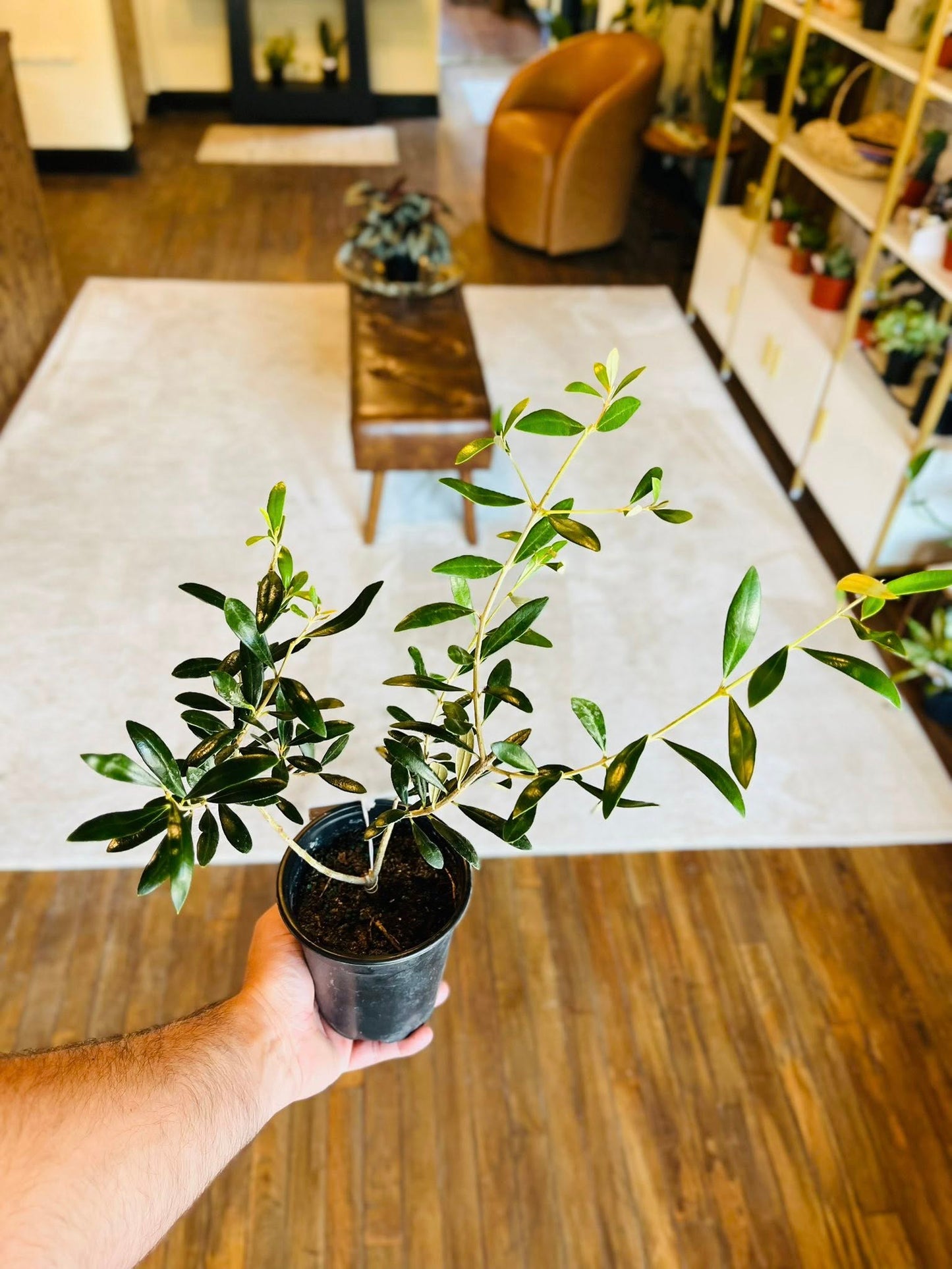 4" Olive Bush