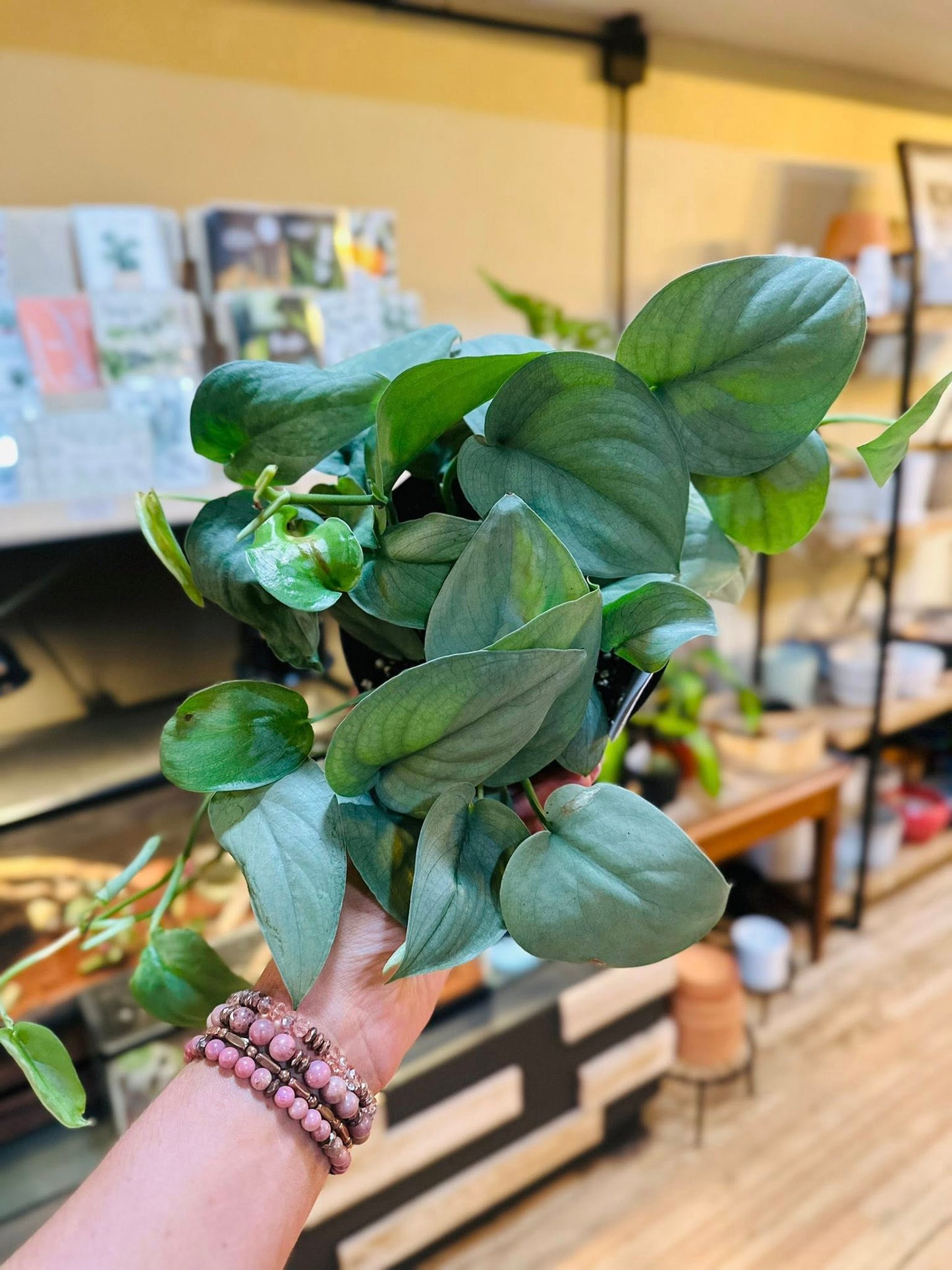 6" Scindapsus Java Platinum