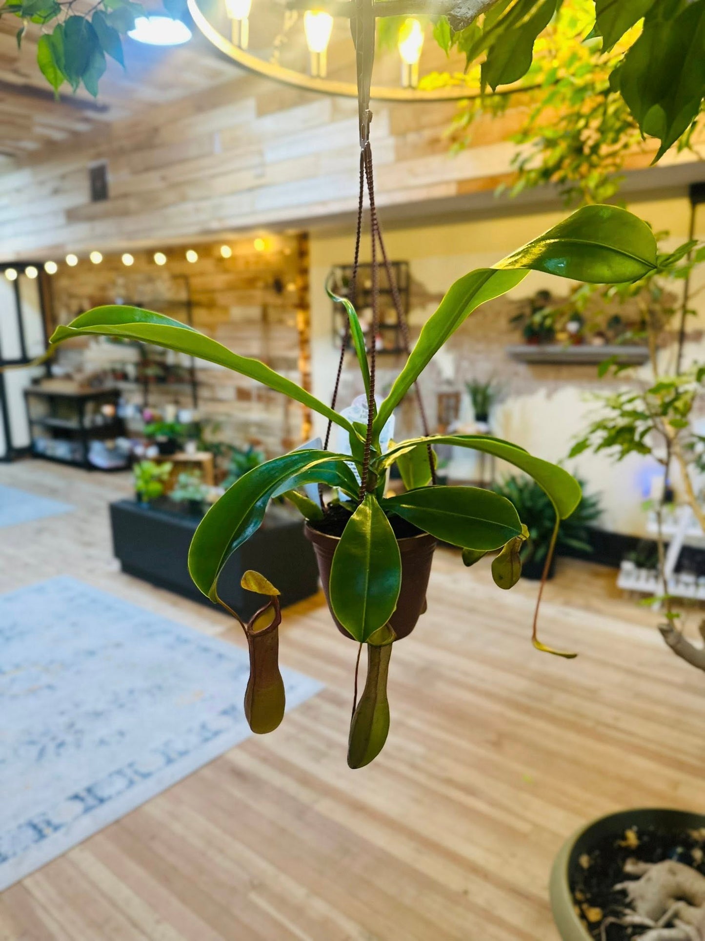 4.5" Nepenthes Pitcher Plant Basket