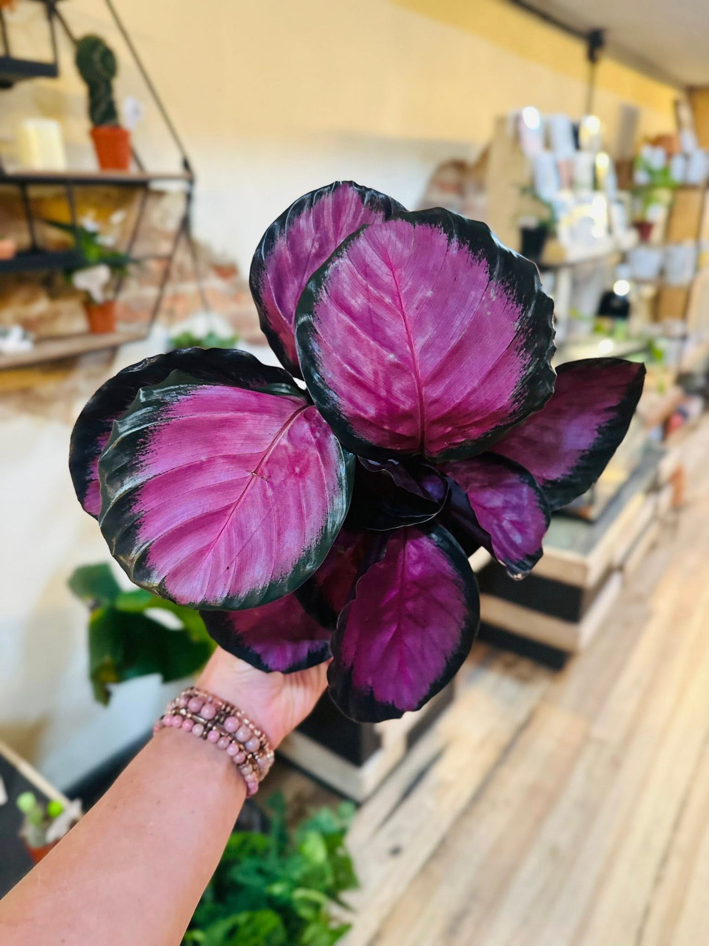 6" Calathea Pink Star