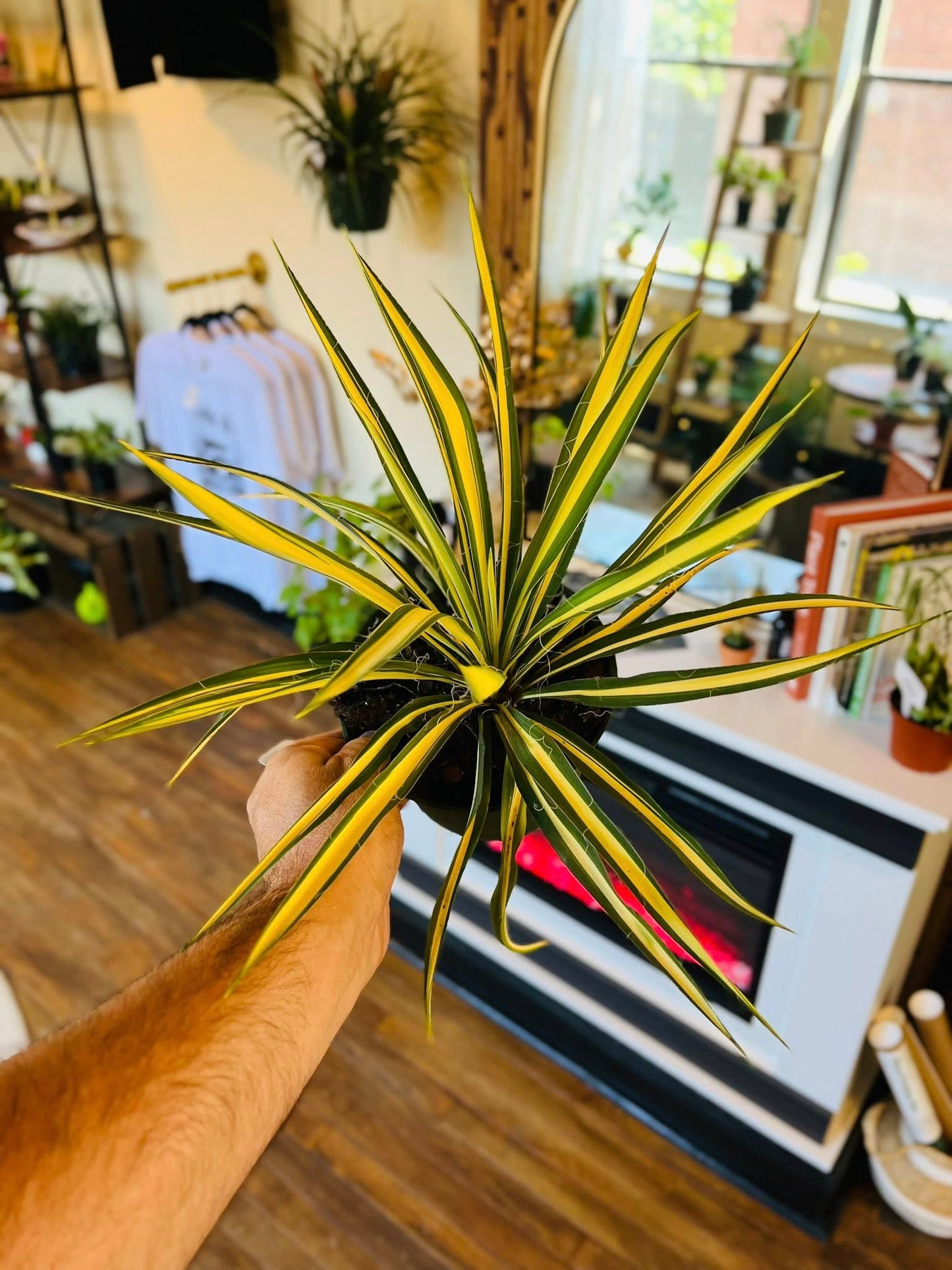 6" Yucca Color Guard