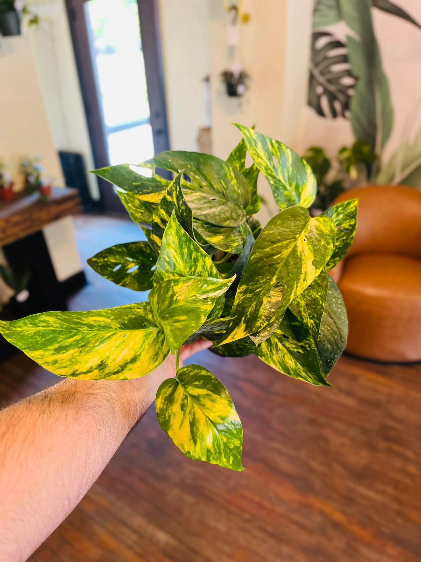 6" Epipremnum Yellow Sunrise