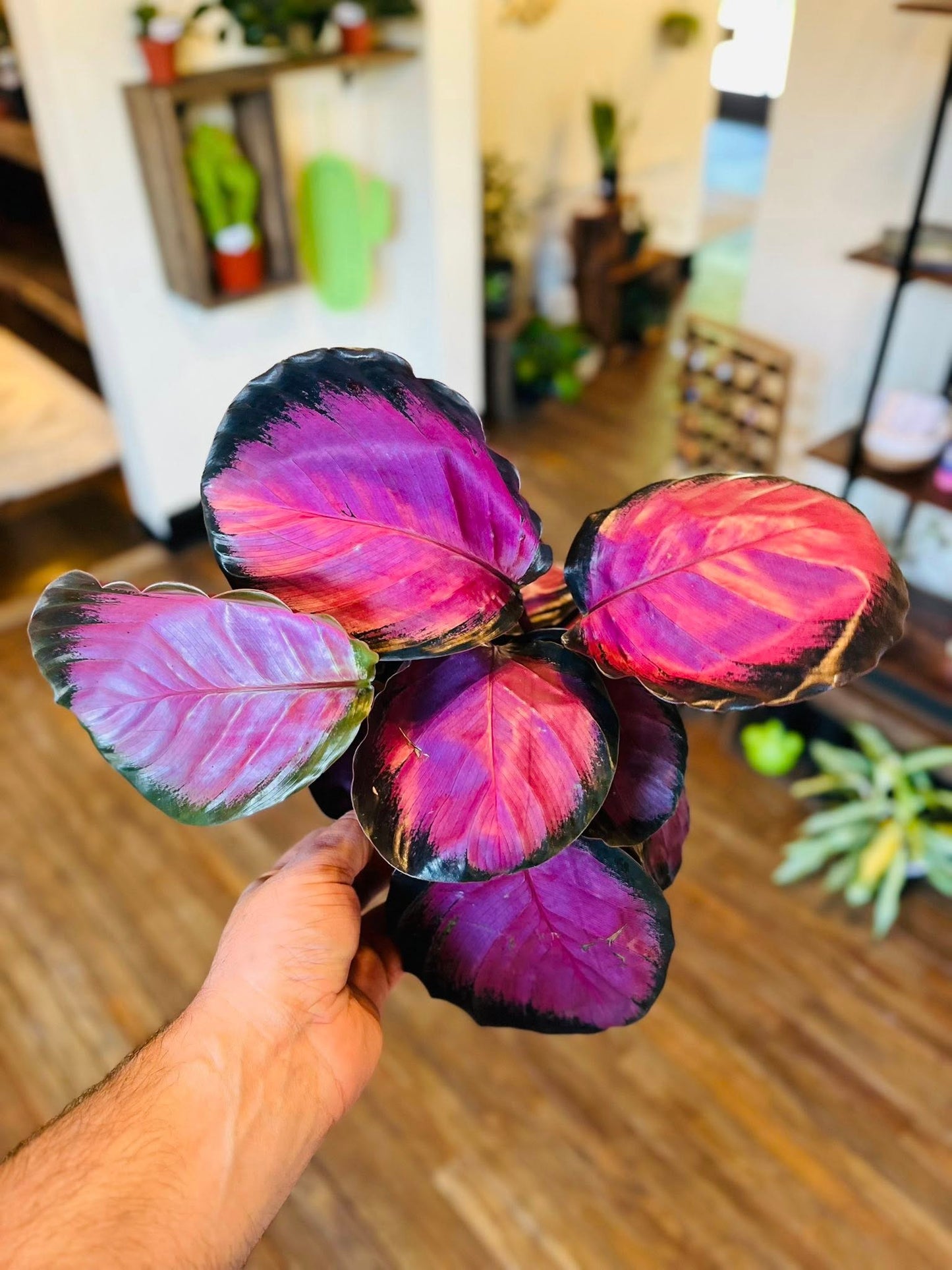 6" Calathea Pink Star
