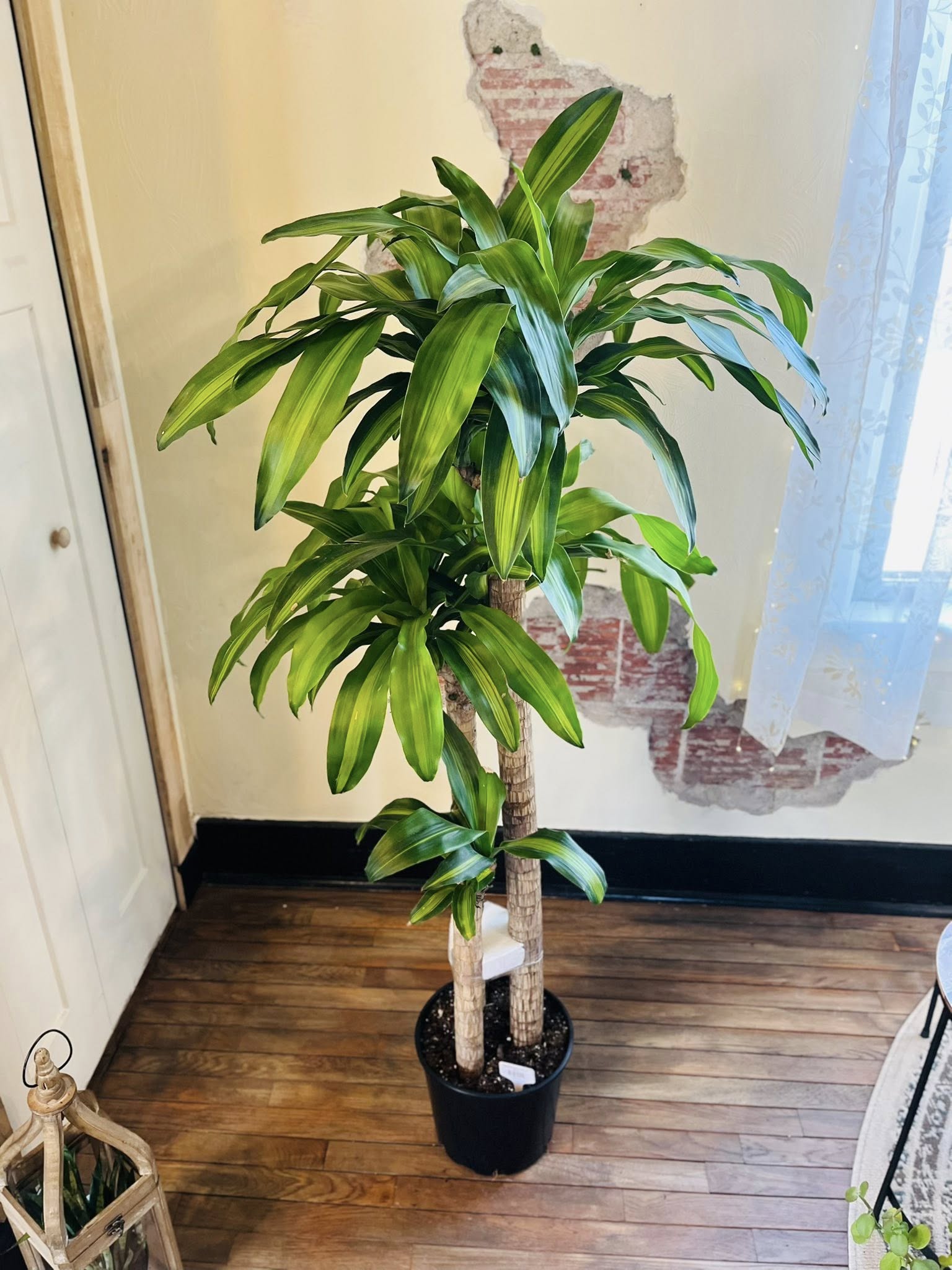 dracaena fragrans mass 10" Dracaena Mass Cane – Grows on Main