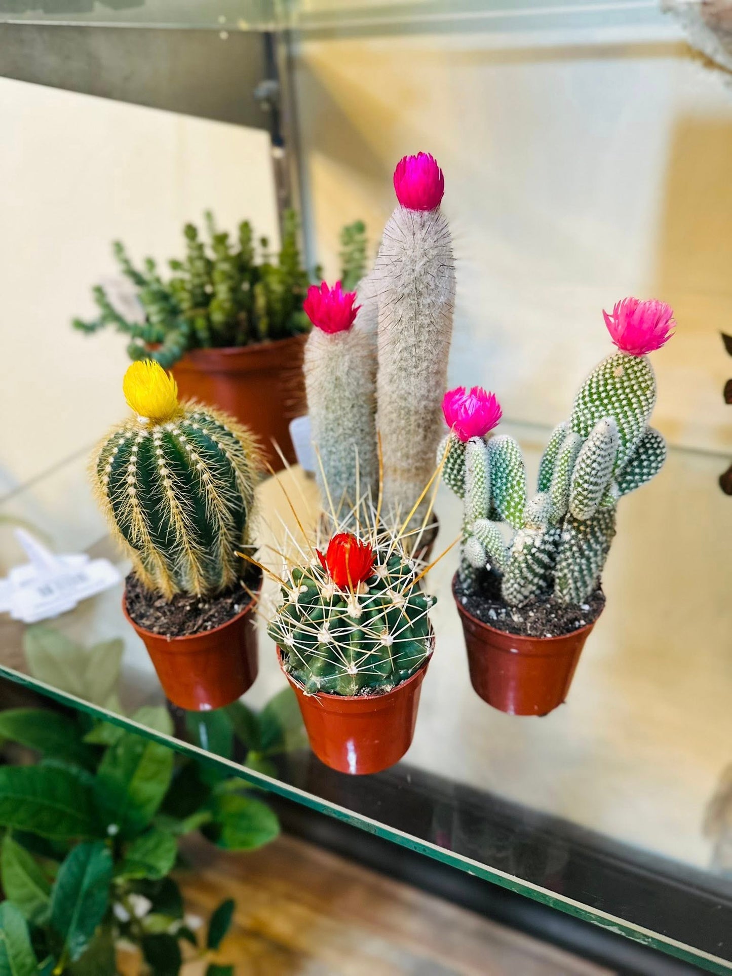 2.5" Cactus Asst w/ Straw Flower