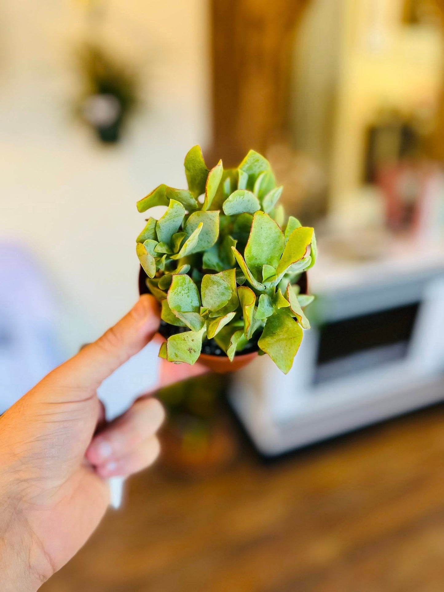 4" Crassula Jade Curly