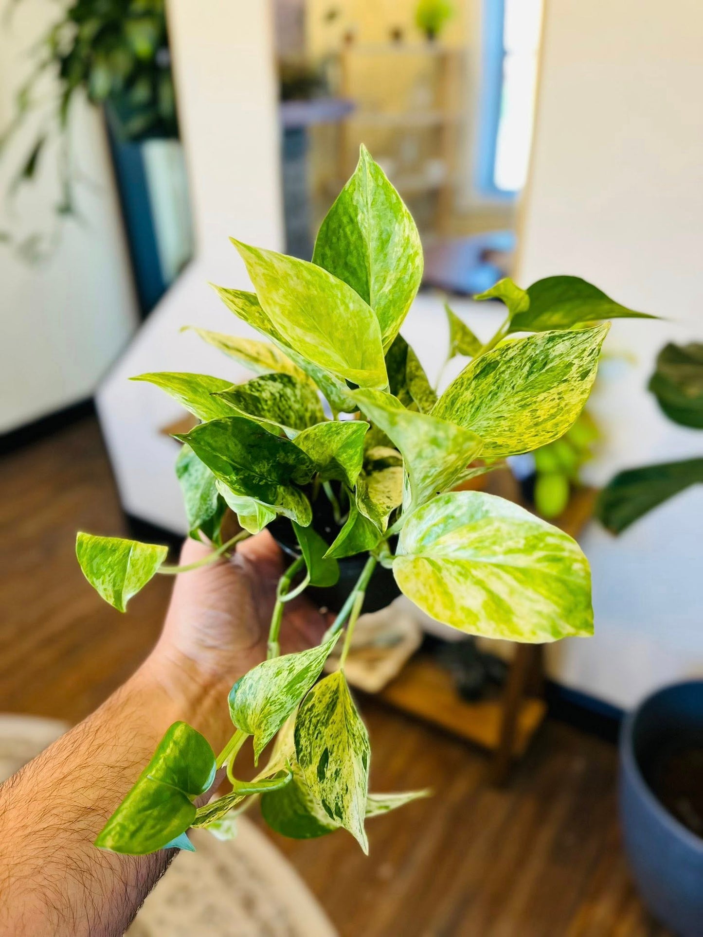 4" Marble Queen Pothos
