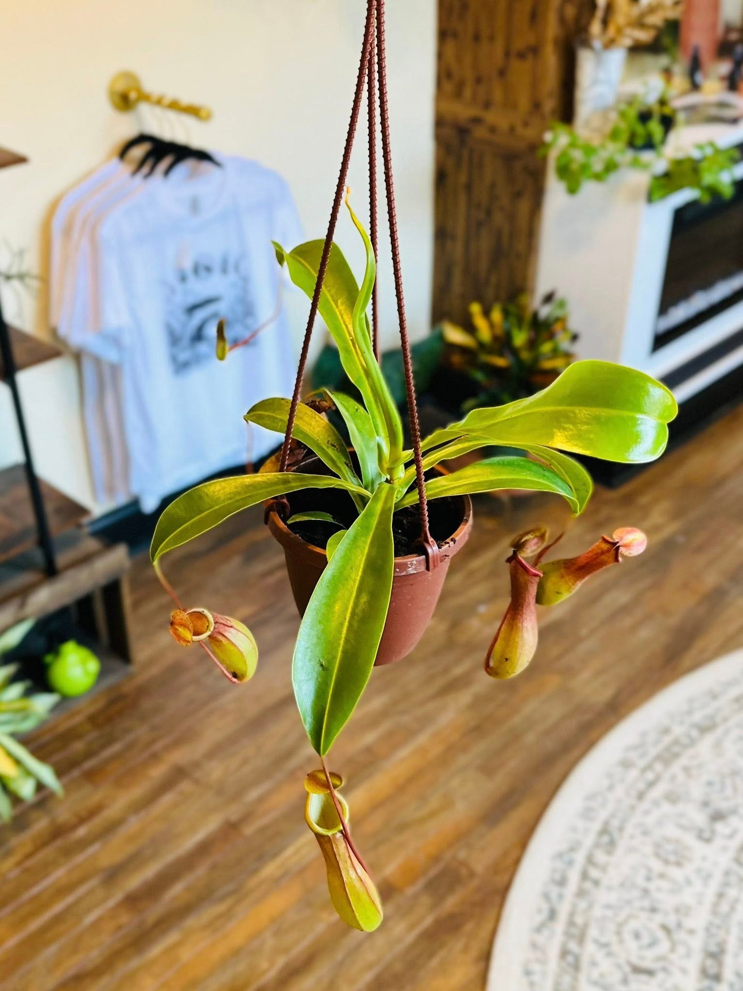 4.5" Nepenthes Pitcher Plant Basket