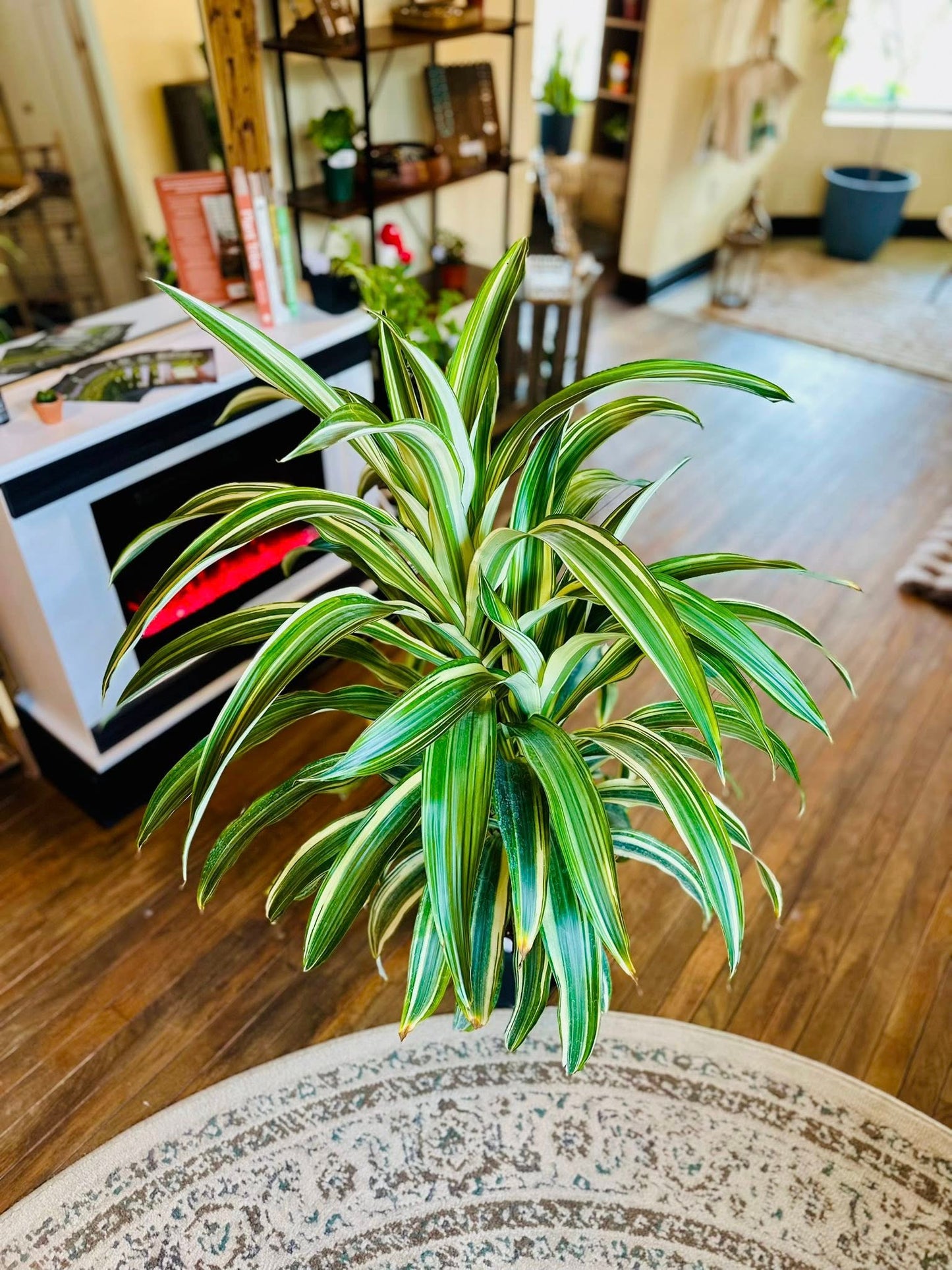 10" Dracaena Greenbow