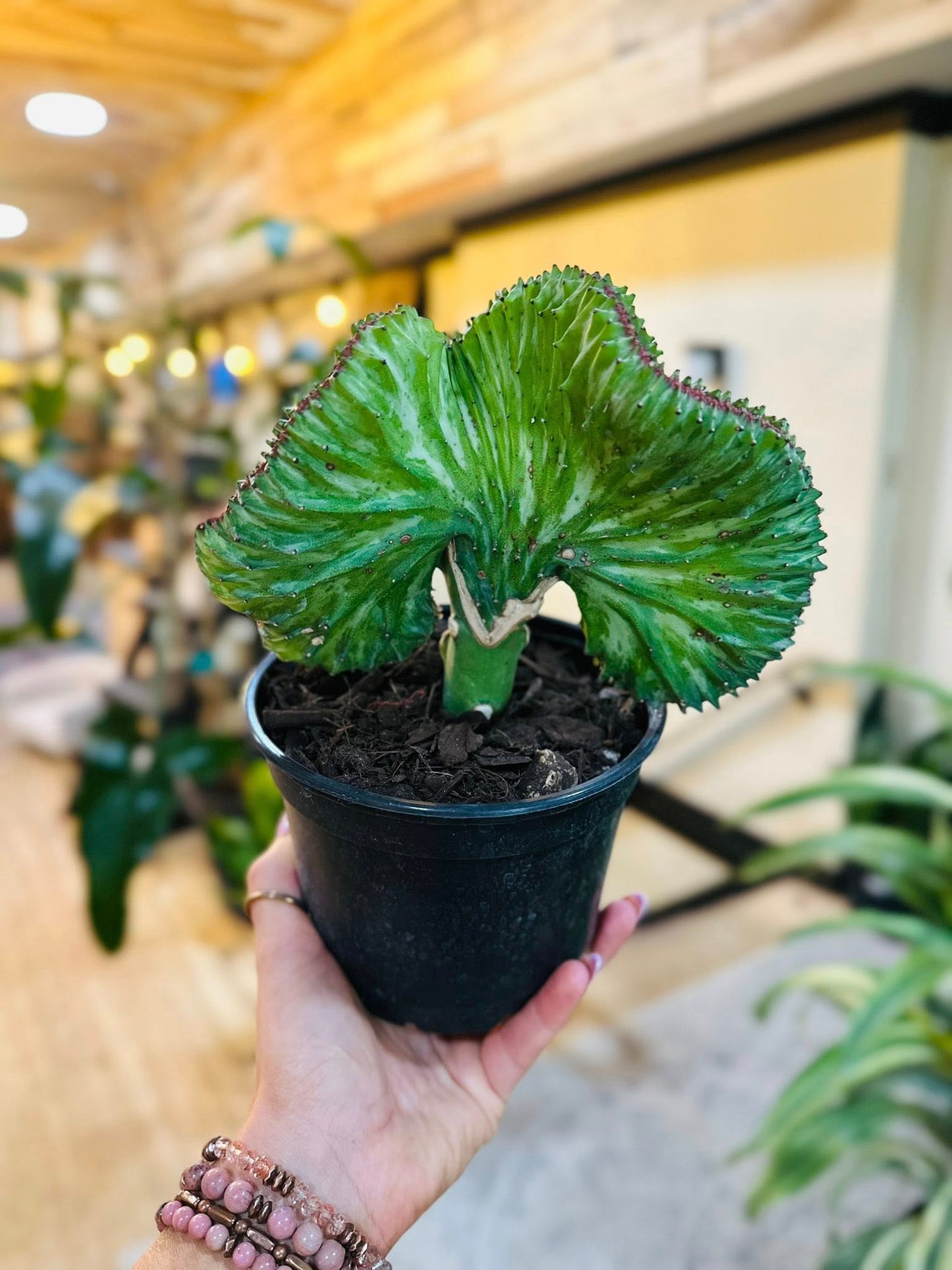 6" Coral Cactus