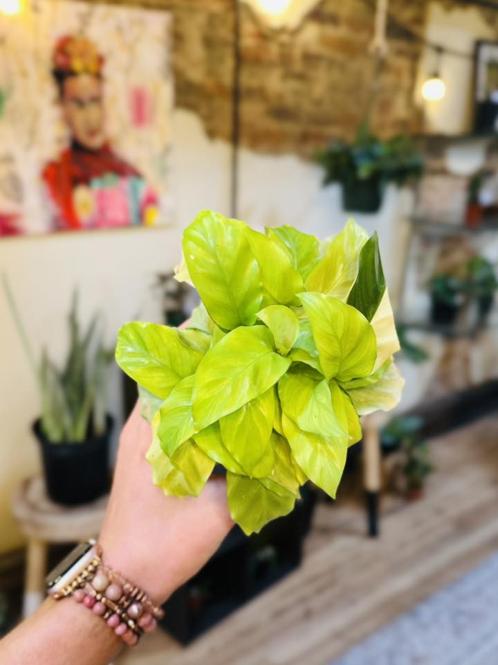 4" Calathea Louisae