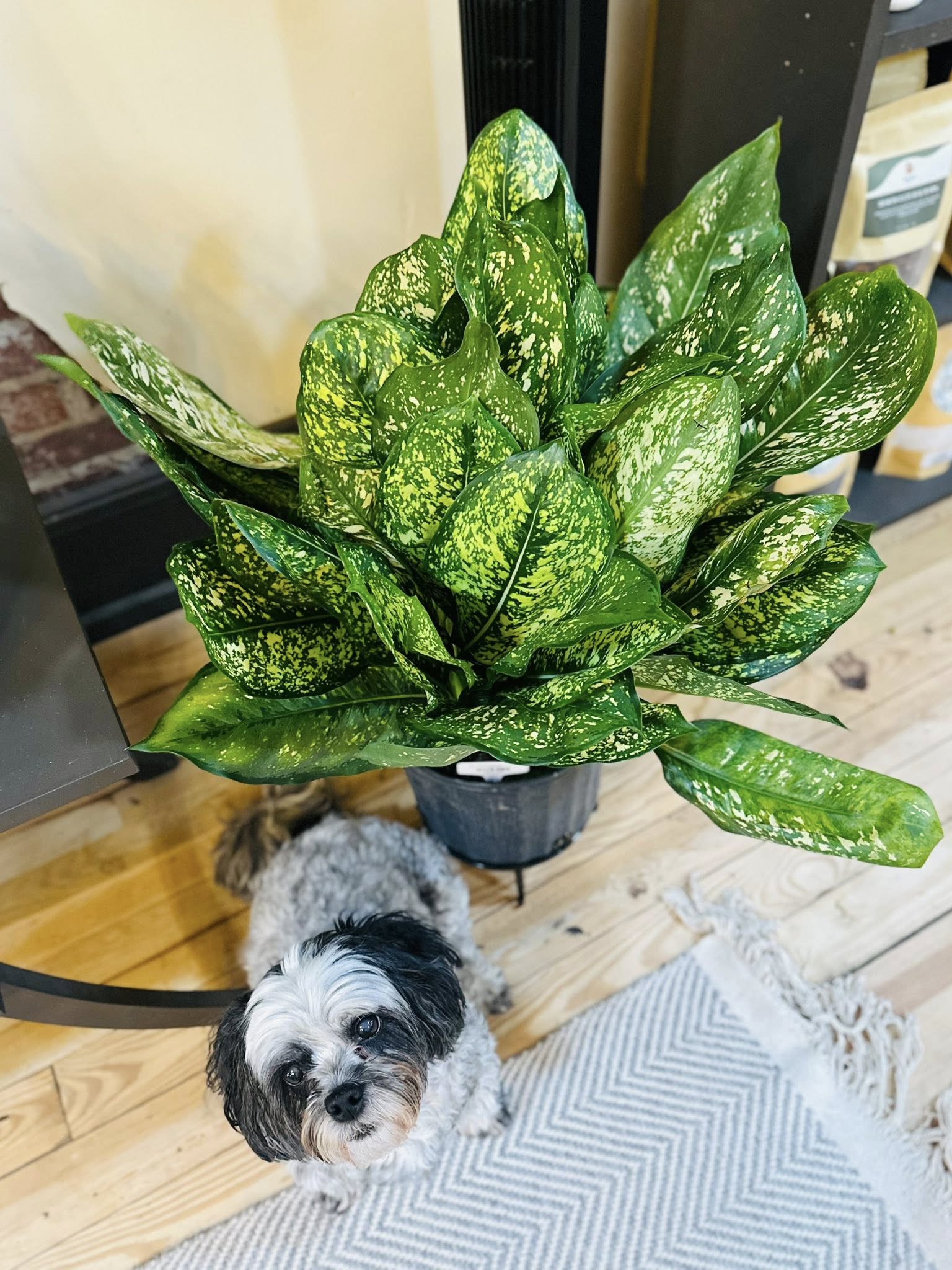 10+ Aglaonema Cat Safe 10" Aglaonema Lumina – Grows on Main