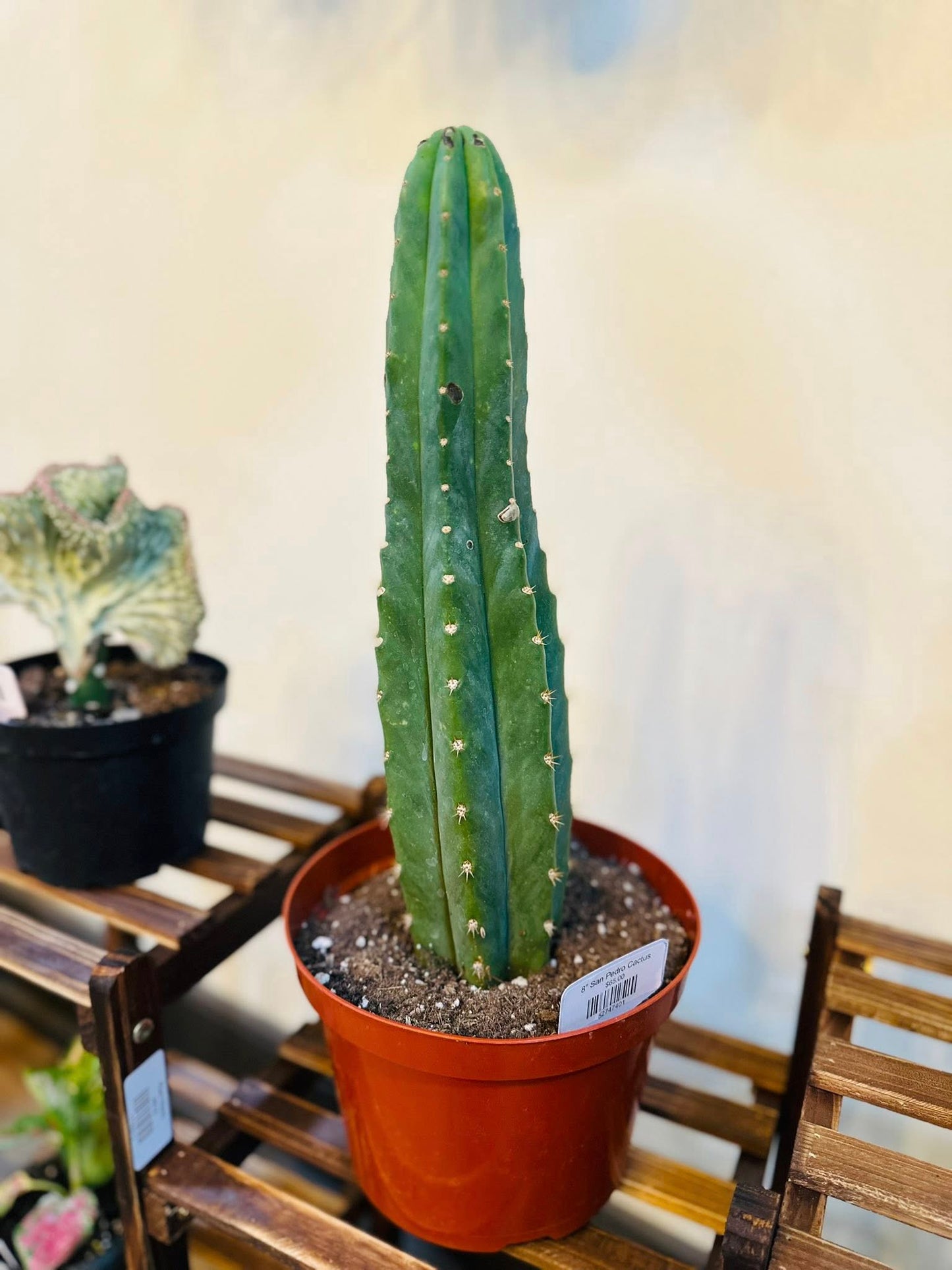 8" San Pedro Cactus