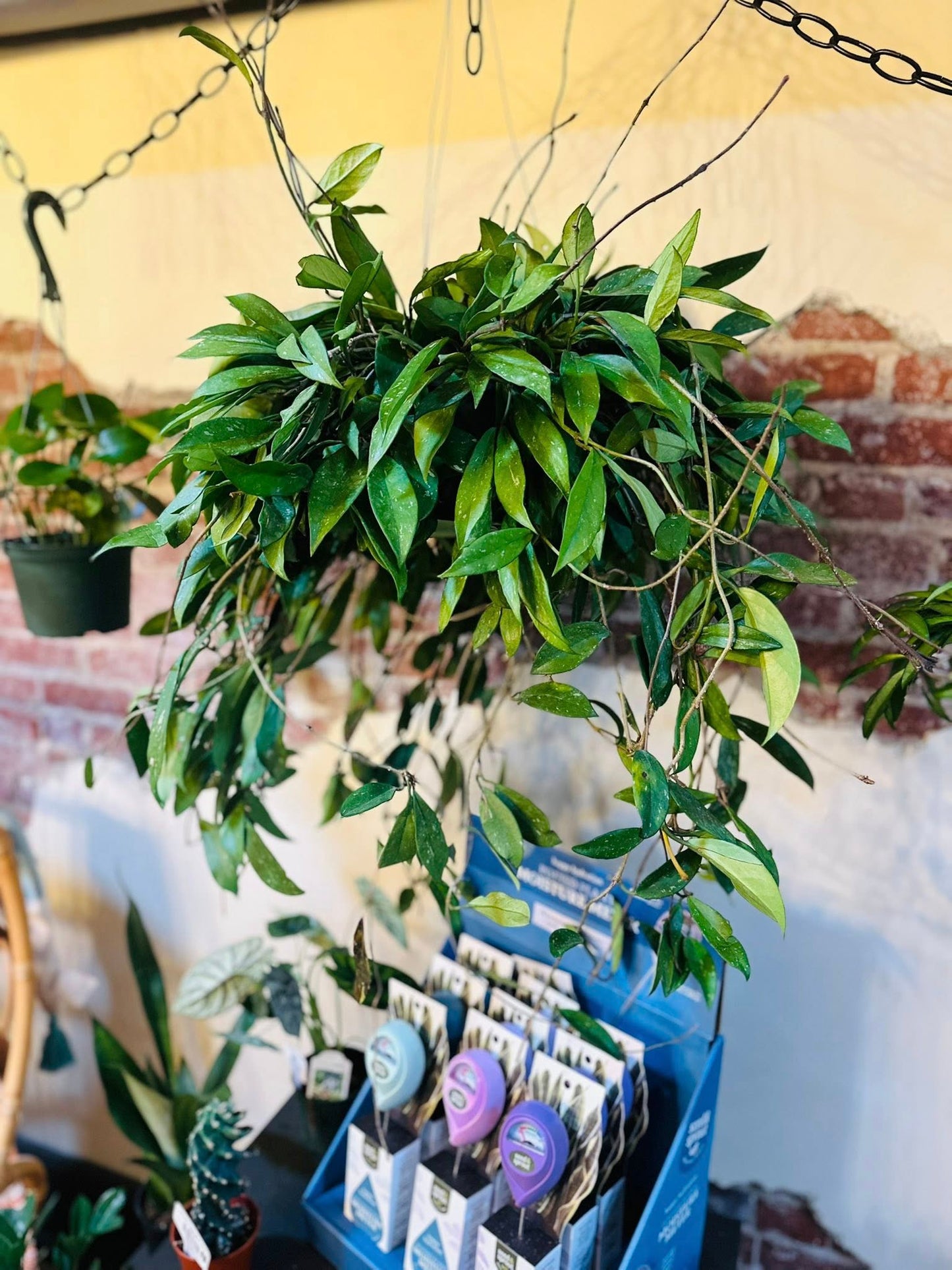 8" Hoya Pubicalyx Basket