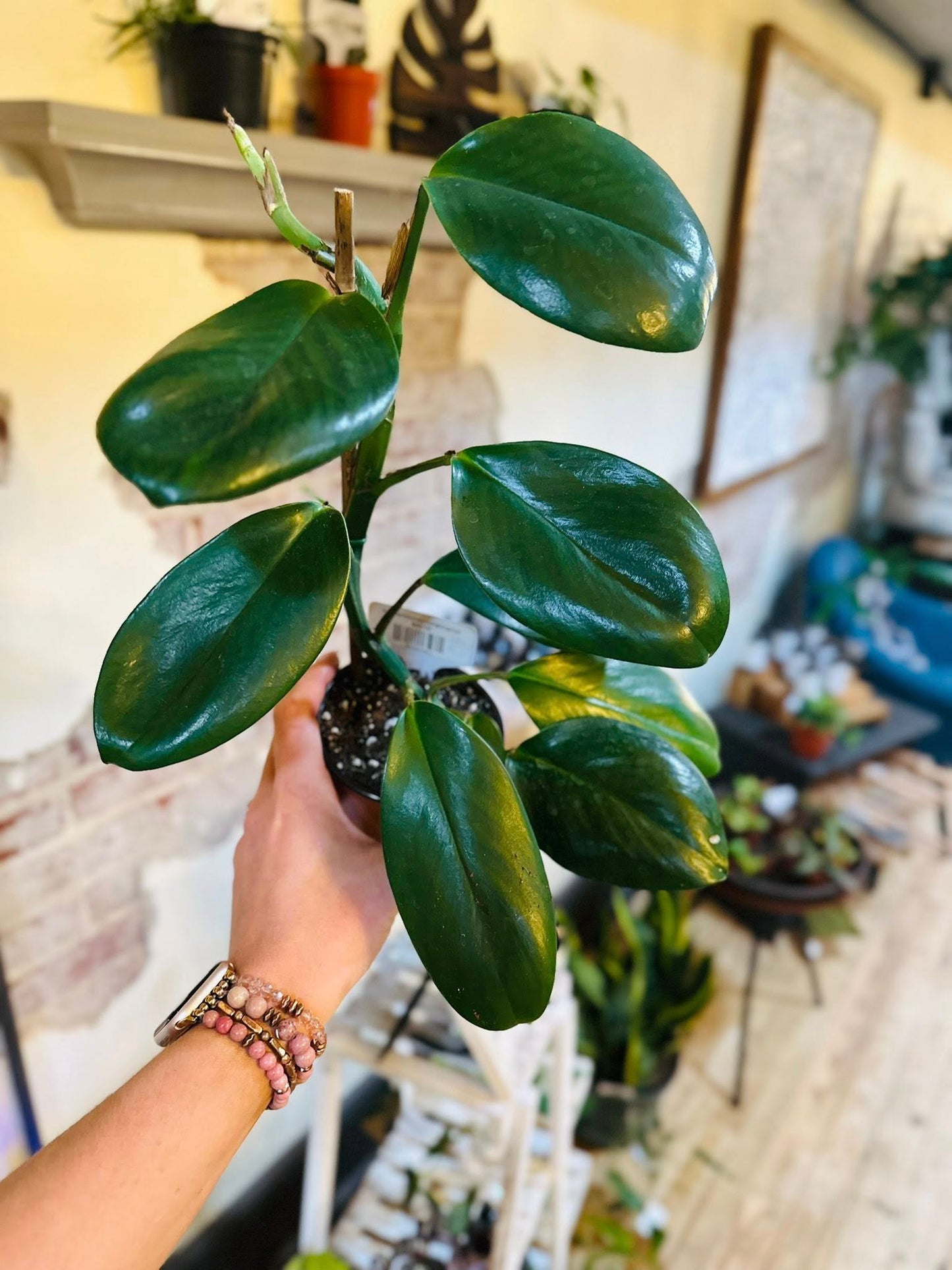 4" Rhaphidophora Hongkongensis