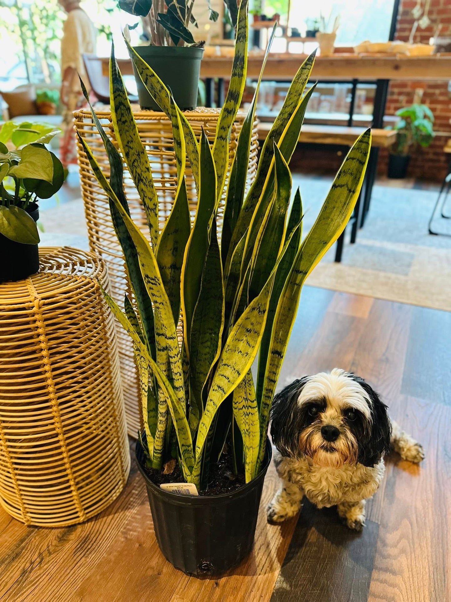 8" Silver Laurentii Snake Plant