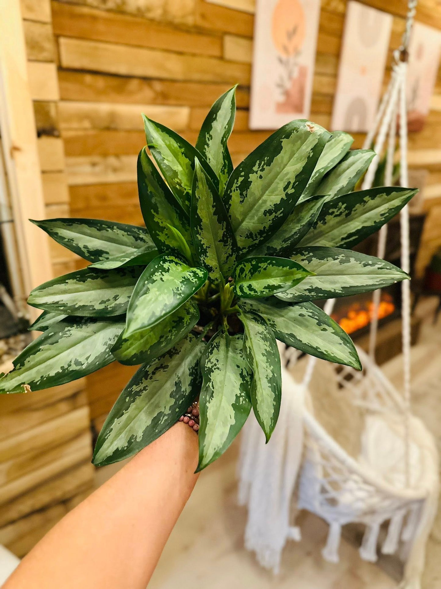 6" Aglaonema Jubilee