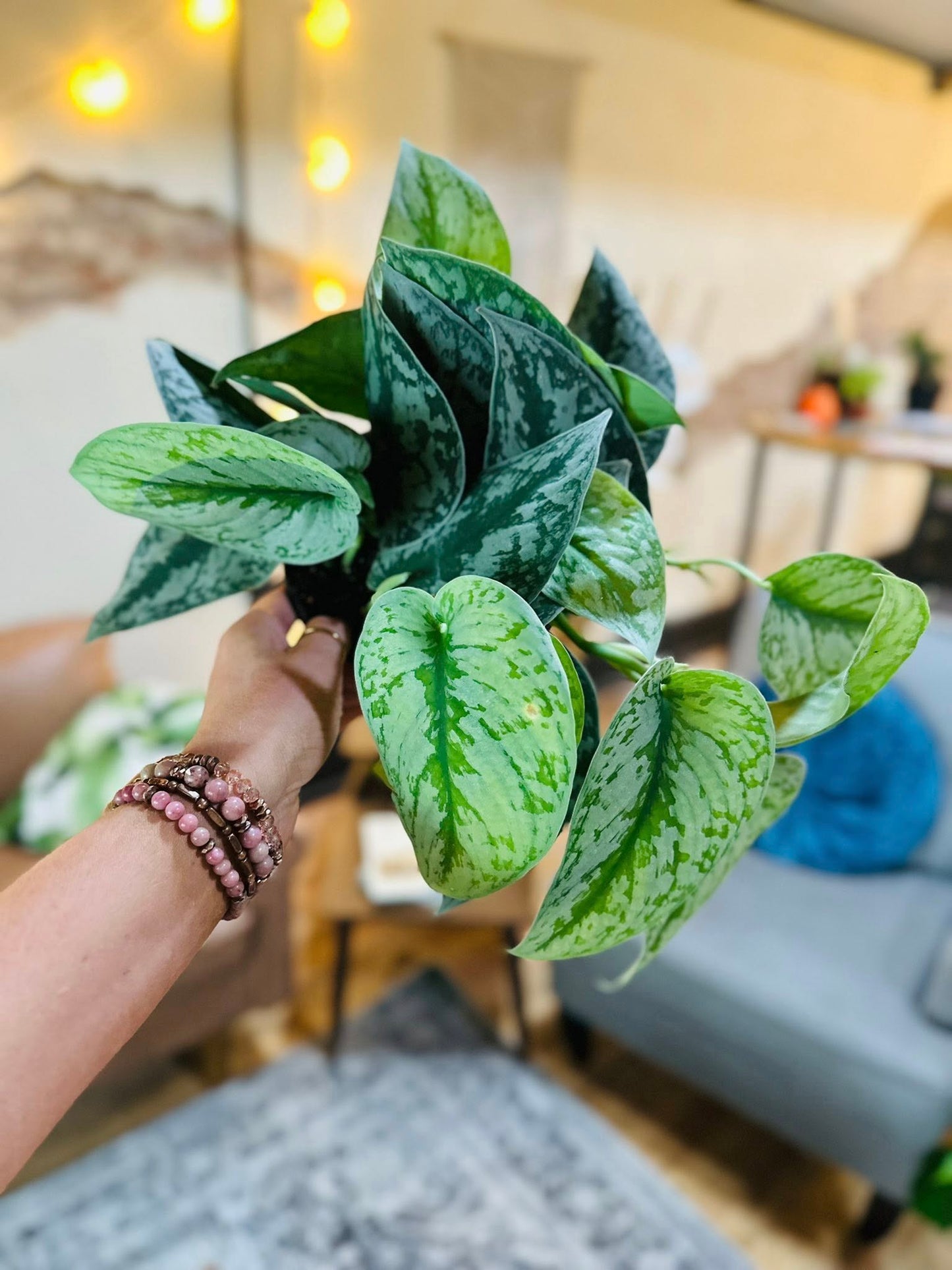 6" Scindapsus Silver Satin