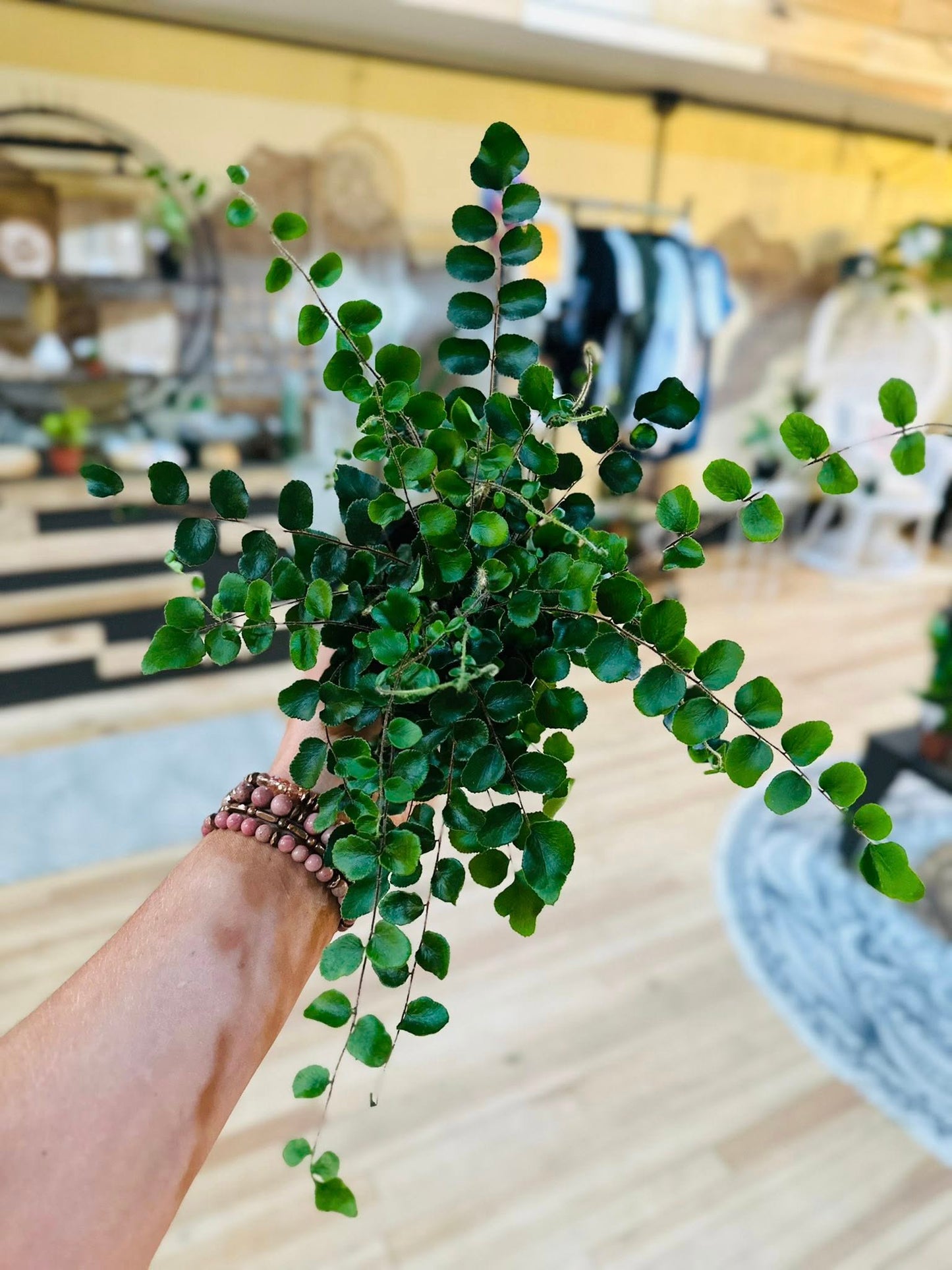4" Button Fern