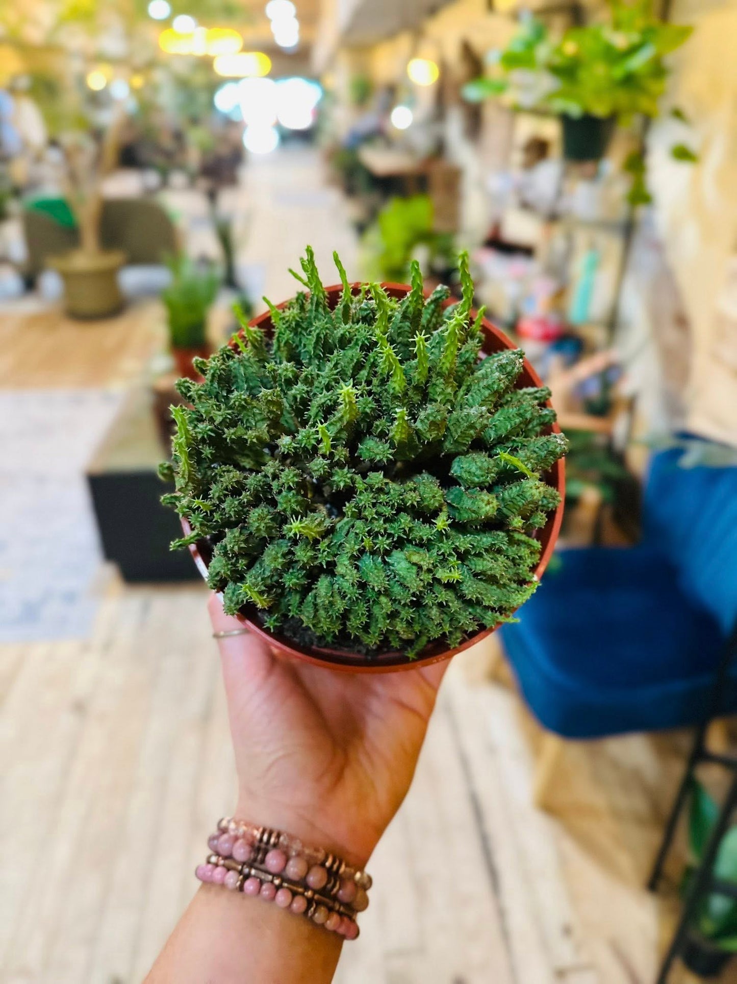 6" Euphorbia Monstrose