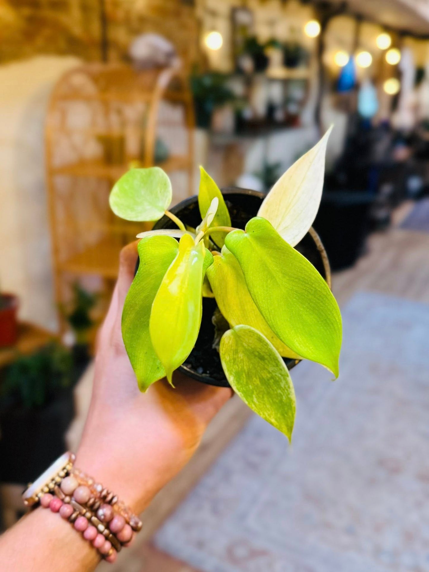 4" Philodendron Florida Ghost