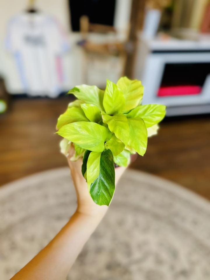 4" Calathea Louisae