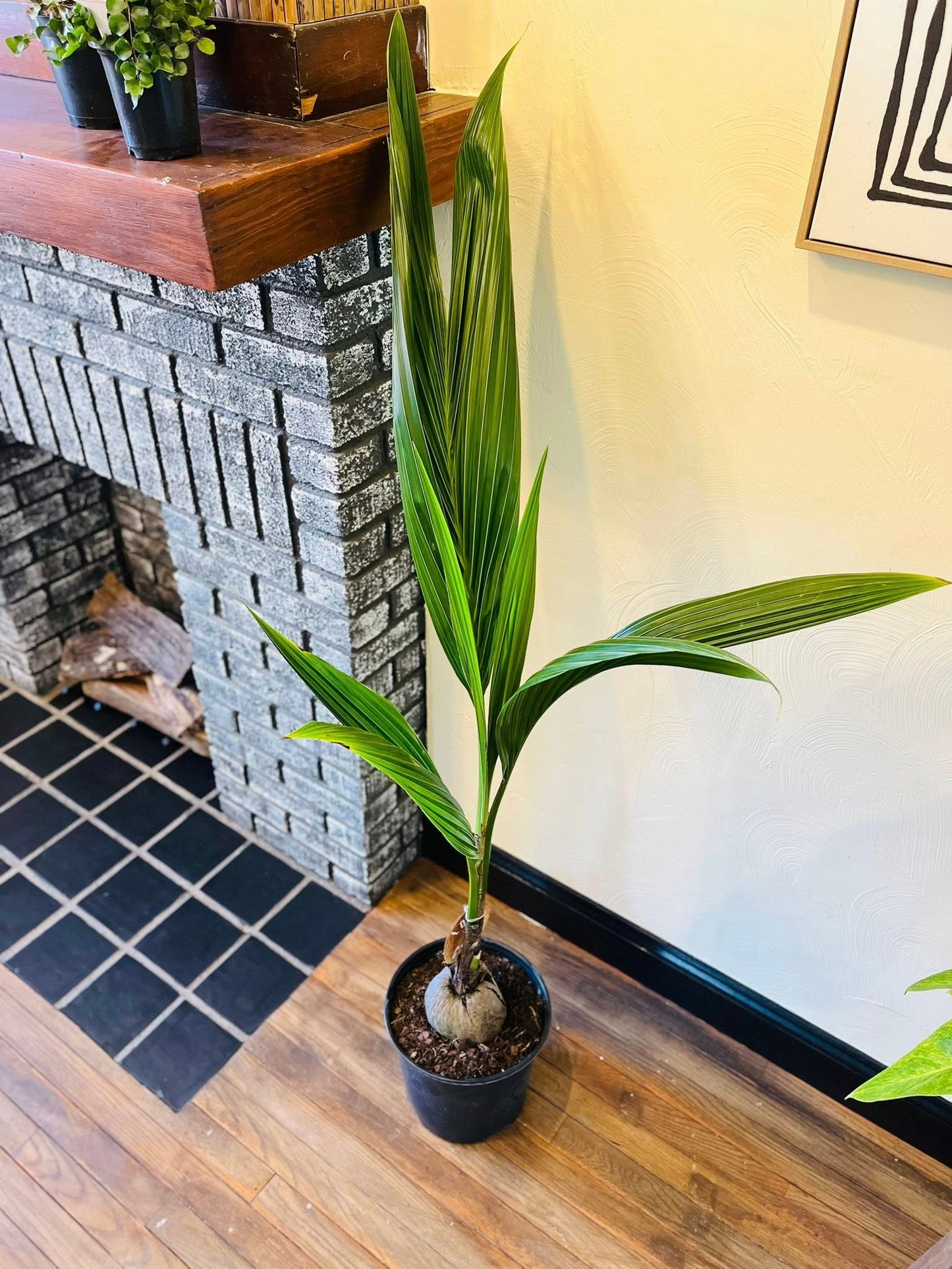 10" Coconut Palm