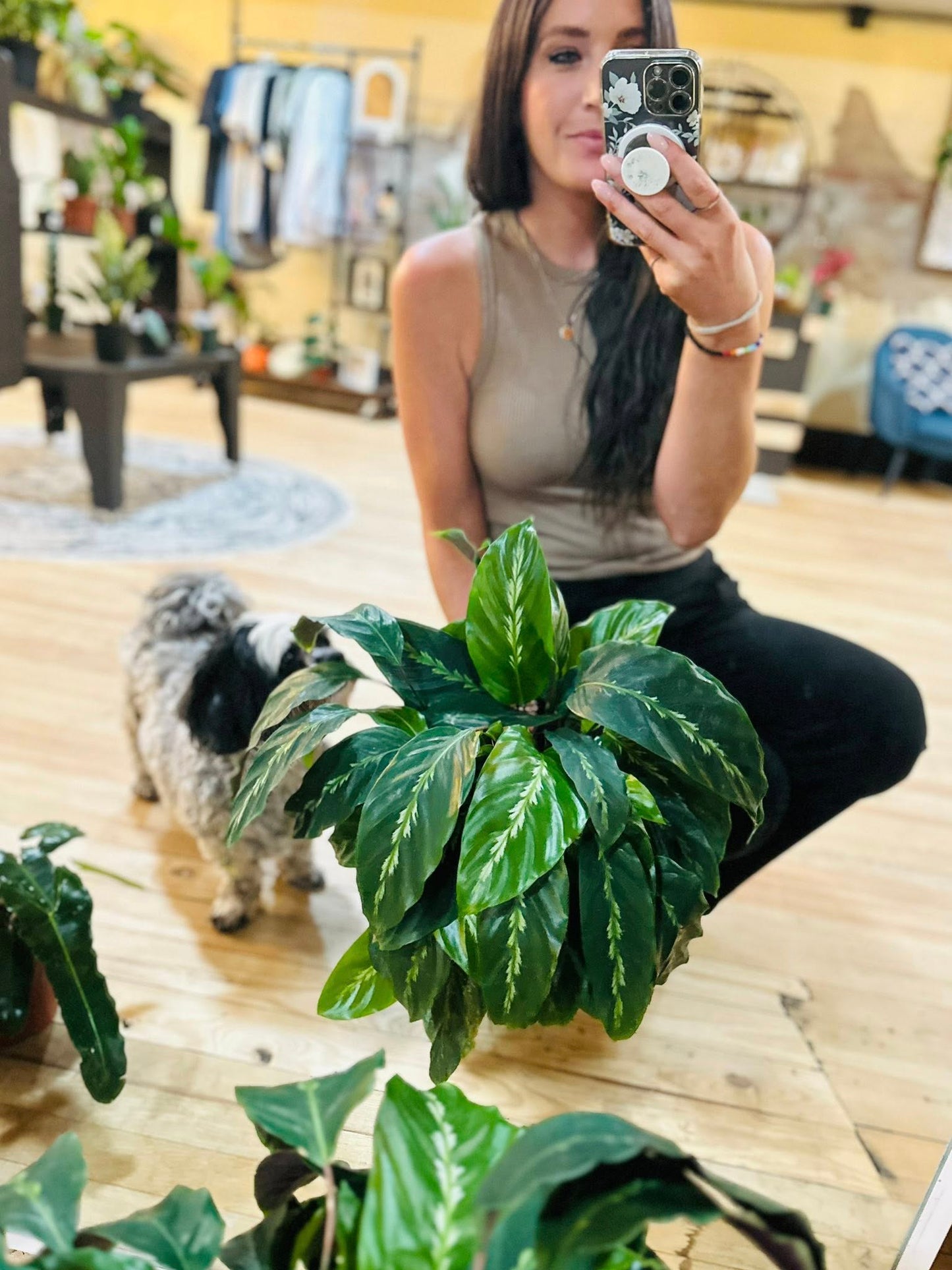 8" Calathea Maui Queen