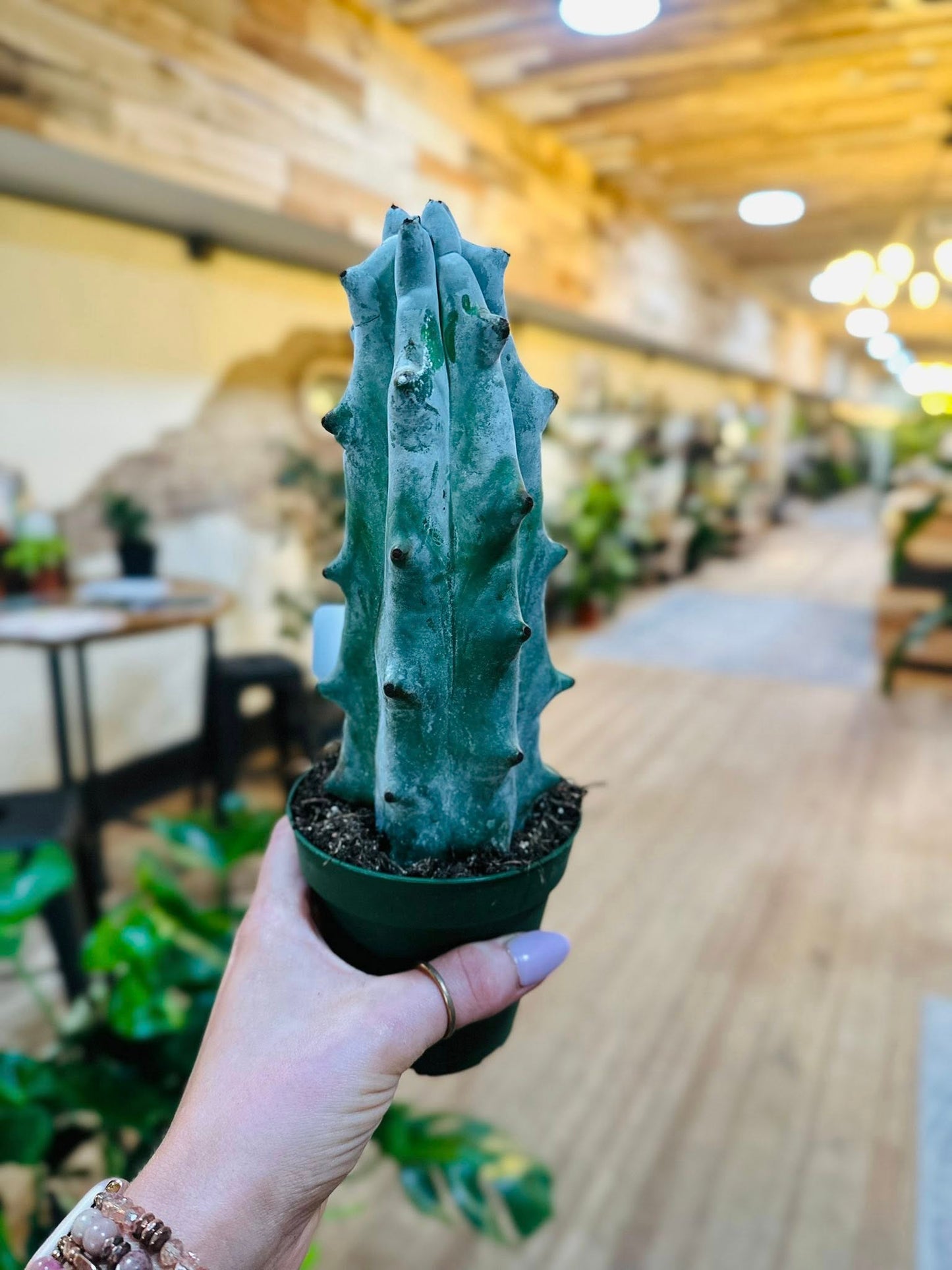4" White Ghost Boobie Cactus