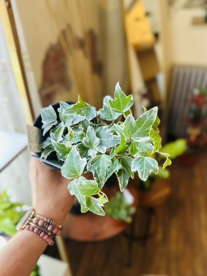 4" English Ivy Variegated