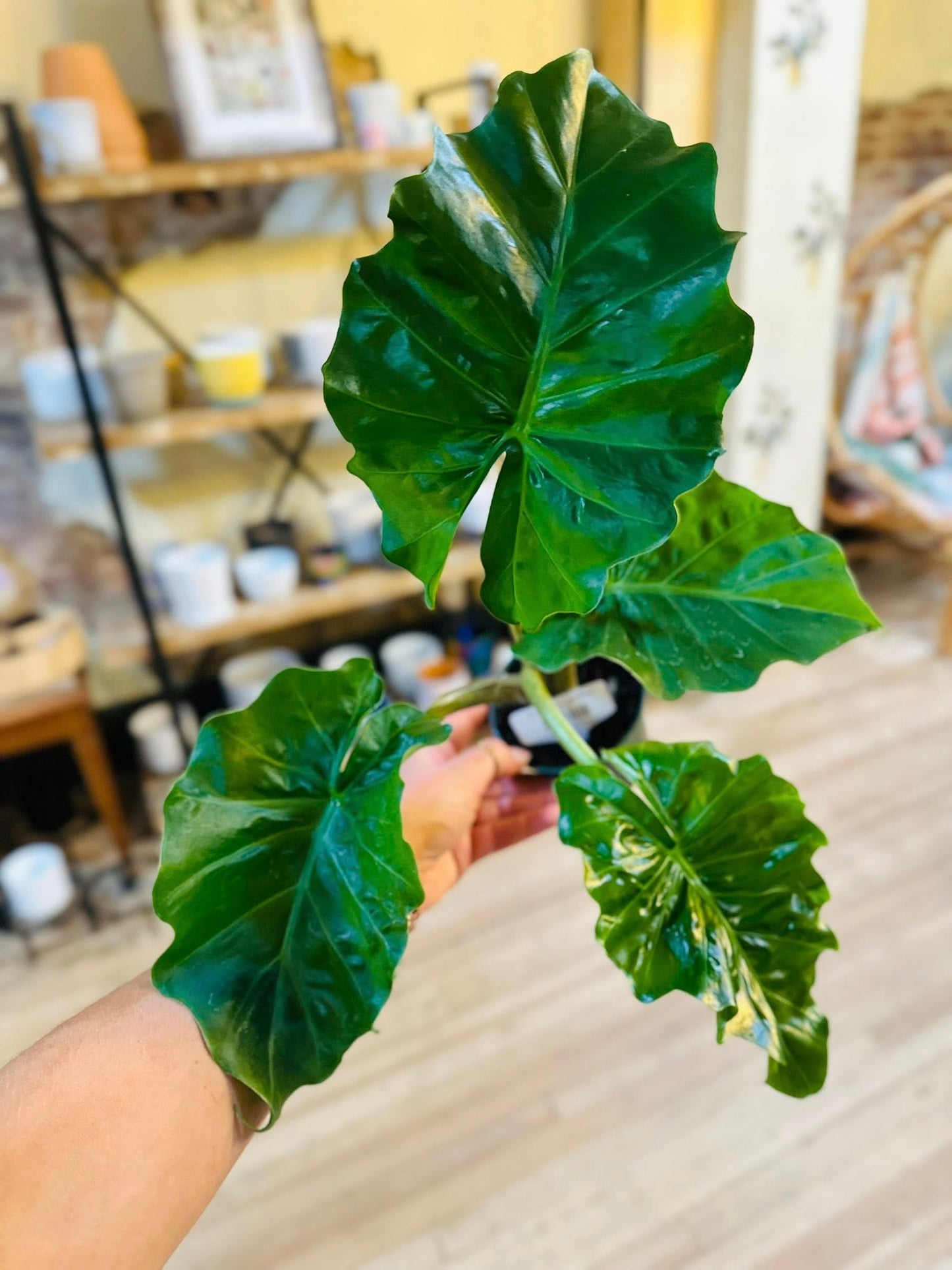4" Alocasia Low Rider