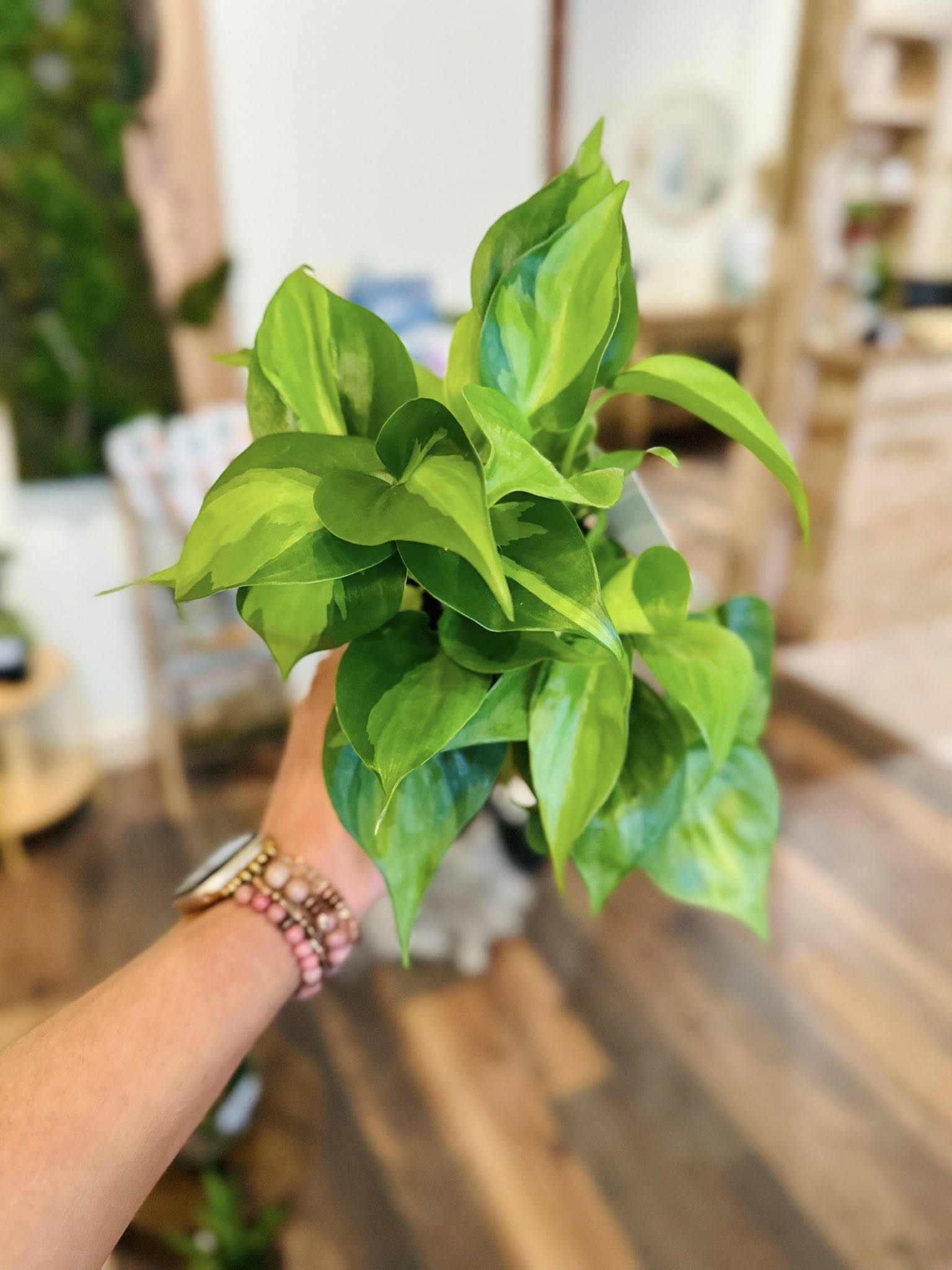 philodendron brazi 4" Philodendron Brazil