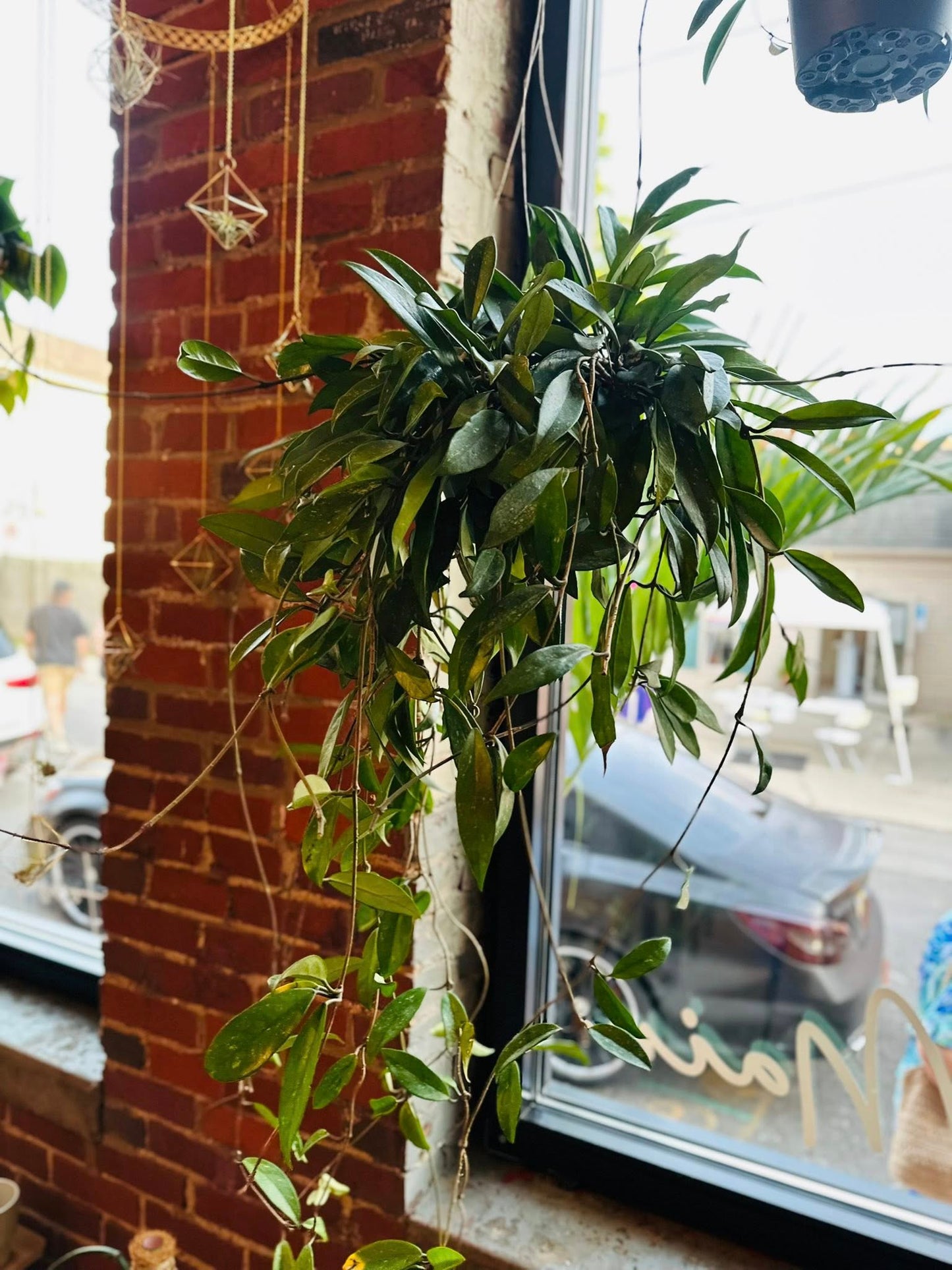 8" Hoya Pubicalyx Basket