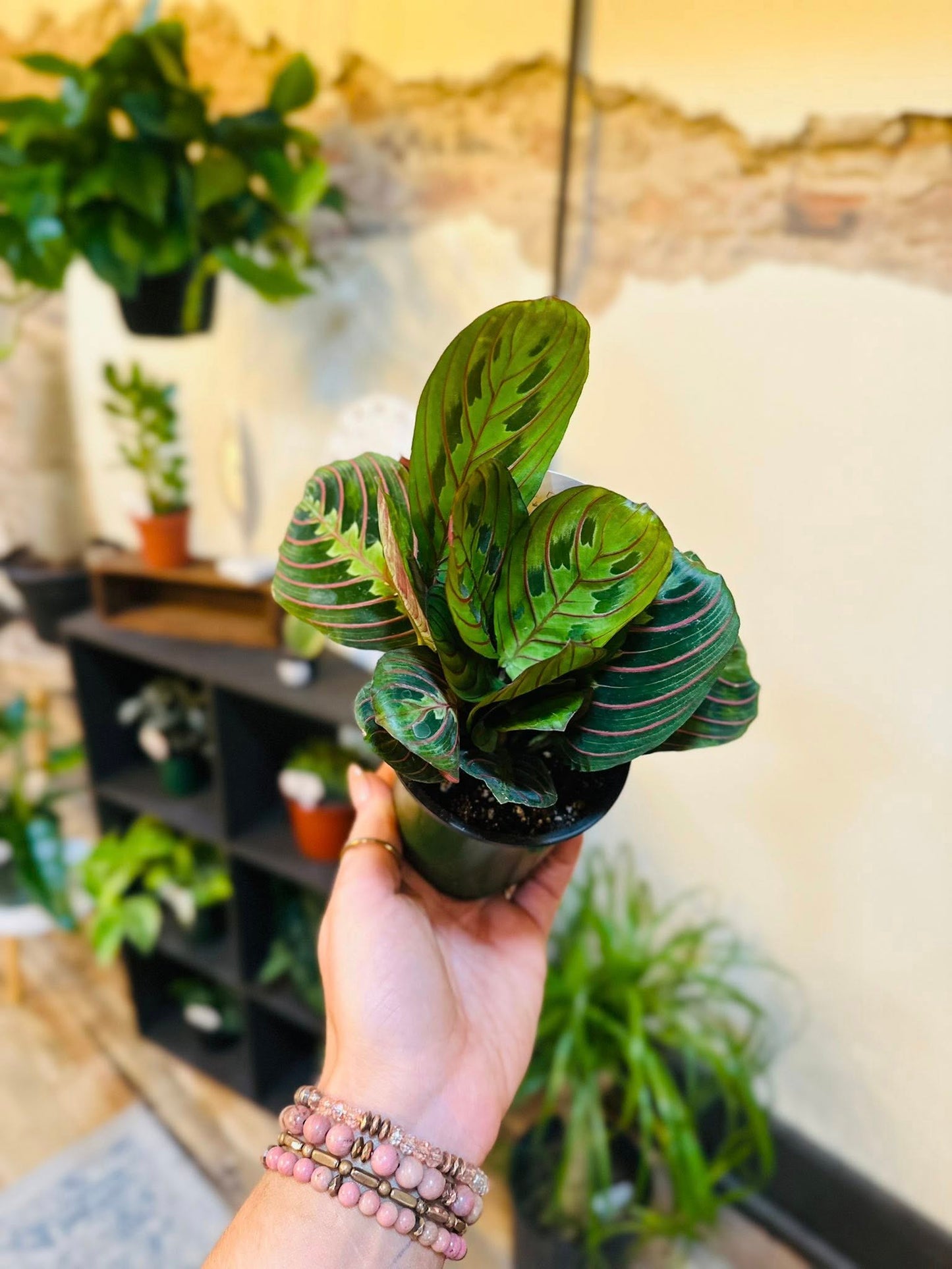 4" Maranta Red