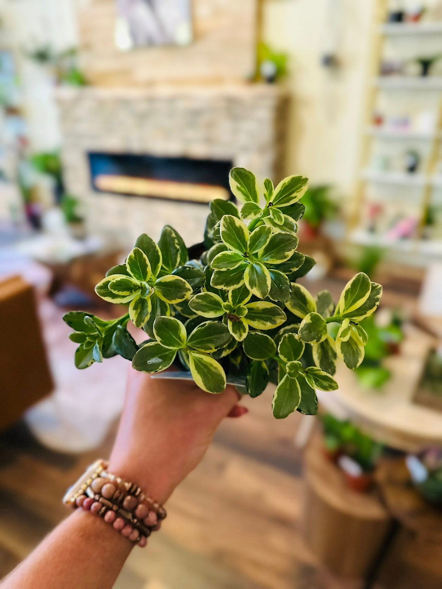 4" Goldfish Variegated