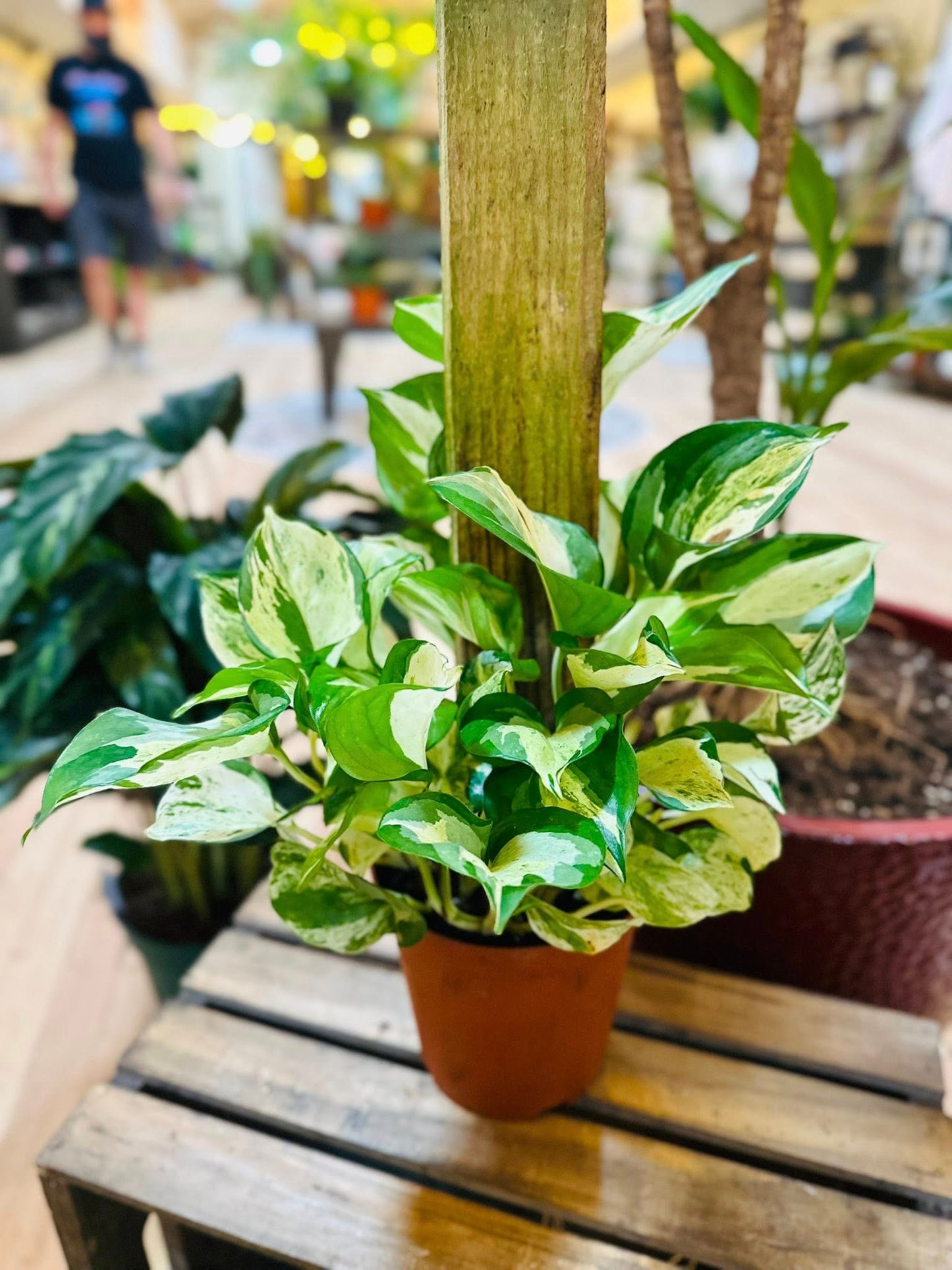 6" Manjula Pothos Totem