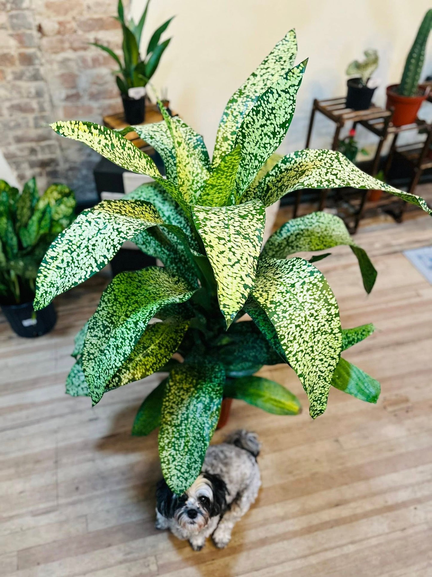 12" Dracaena Stardust