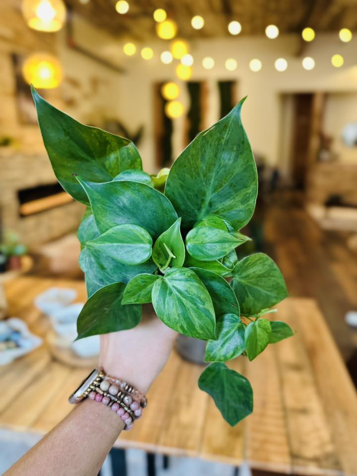 4" Philodendron Heartleaf Variegated