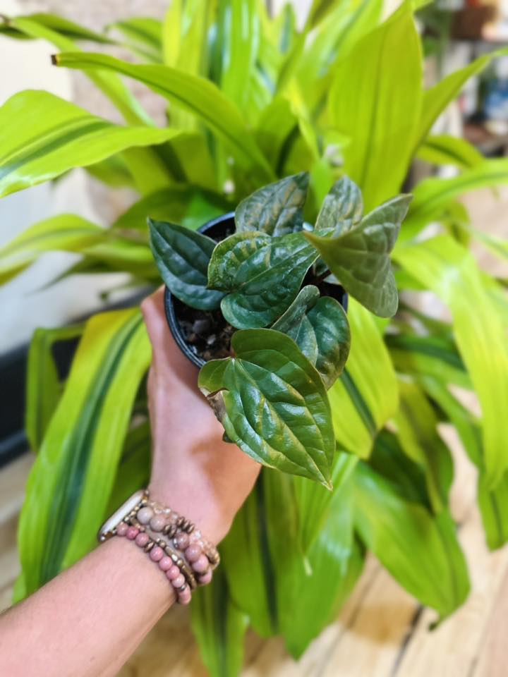 4" Anthurium Radicans x Luxurians