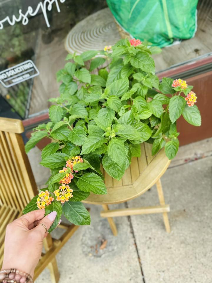 6" Lantana 'Florida Sunset'