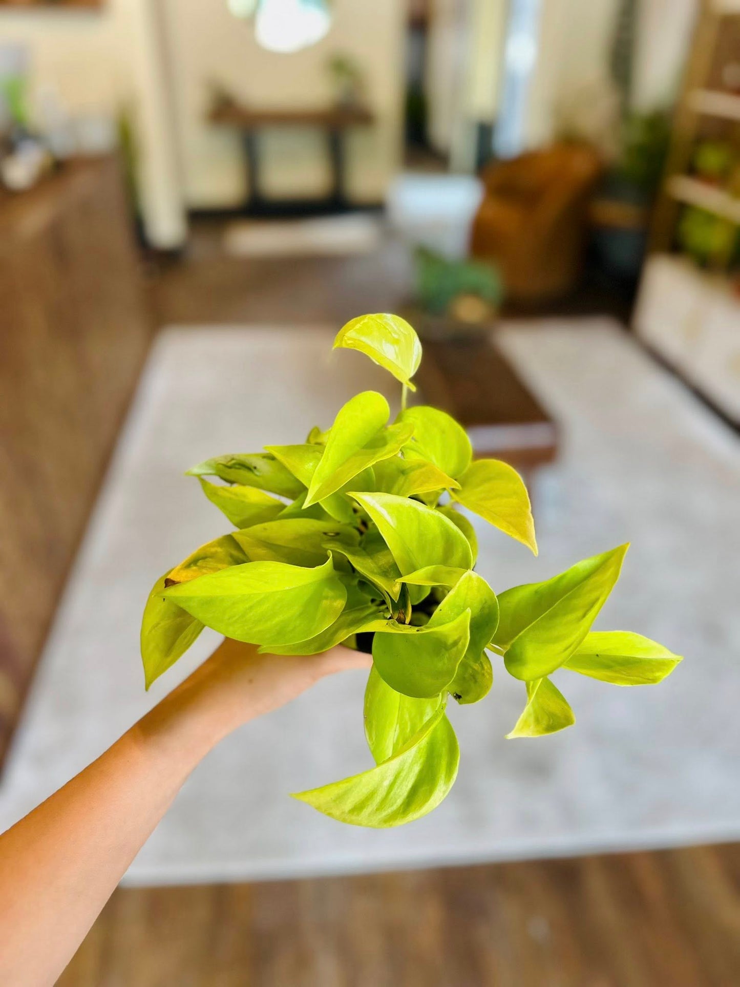 4" Champs Elysees Pothos