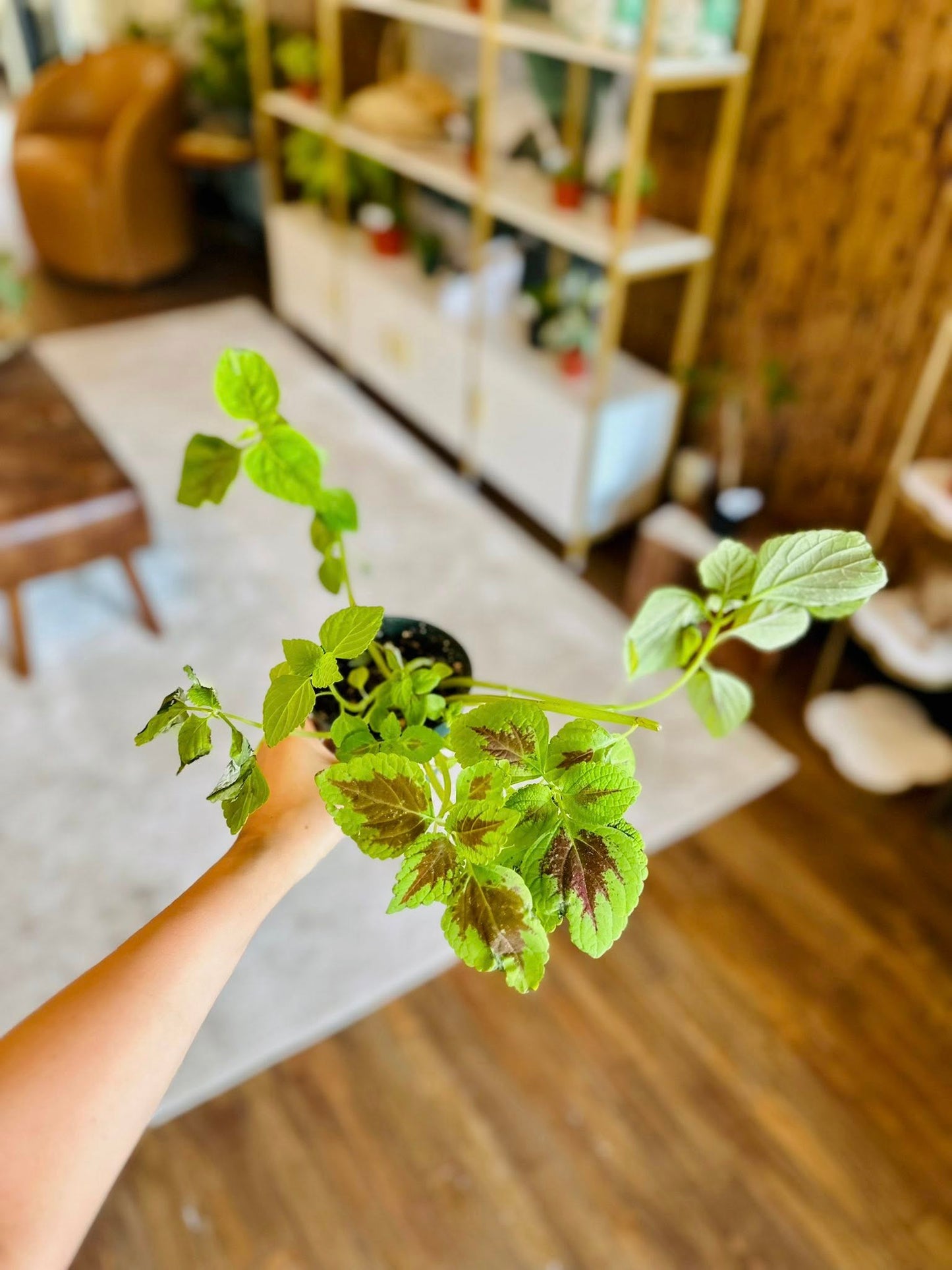 4" Coleus