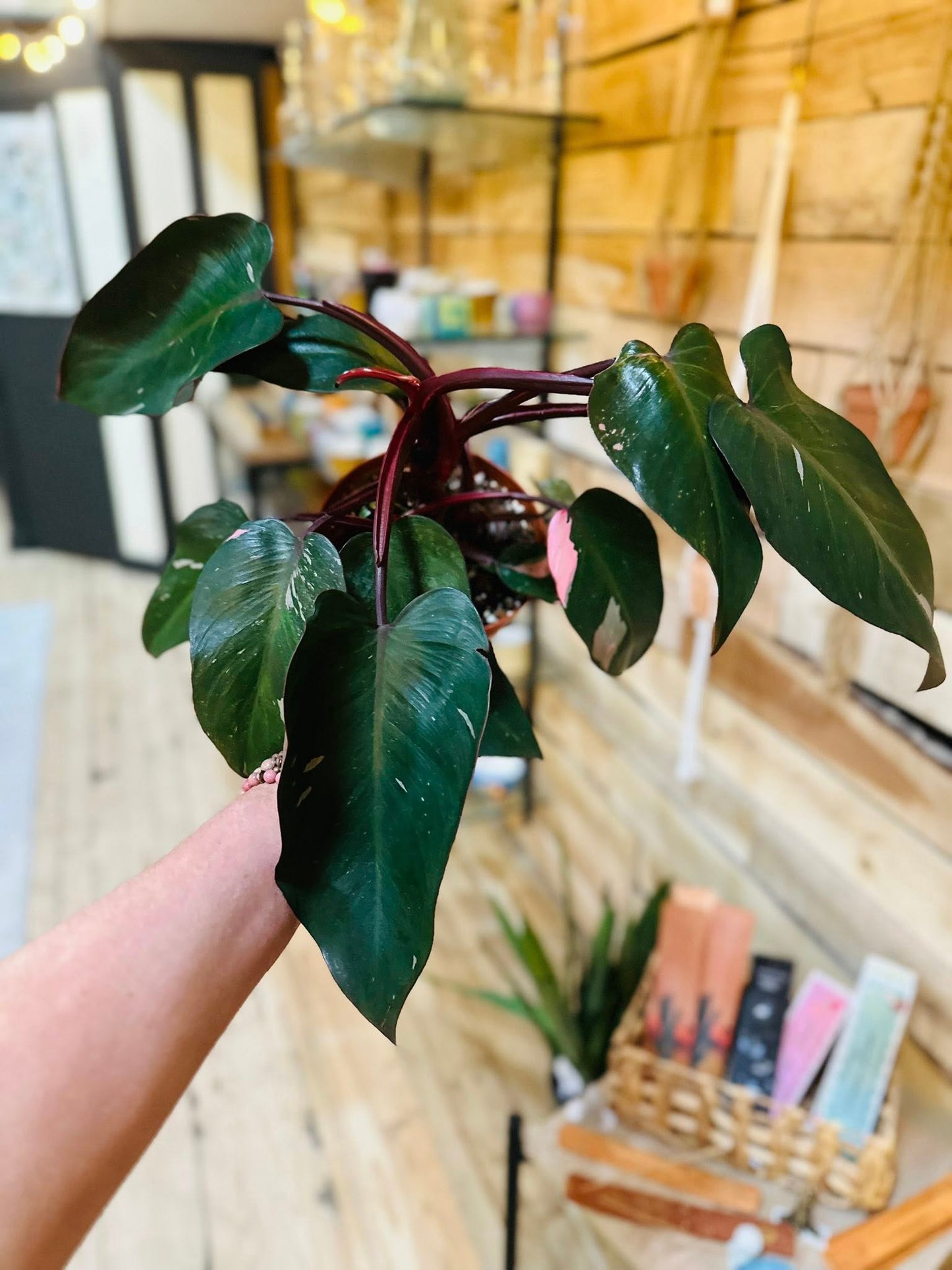 6" Philodendron Pink Princess
