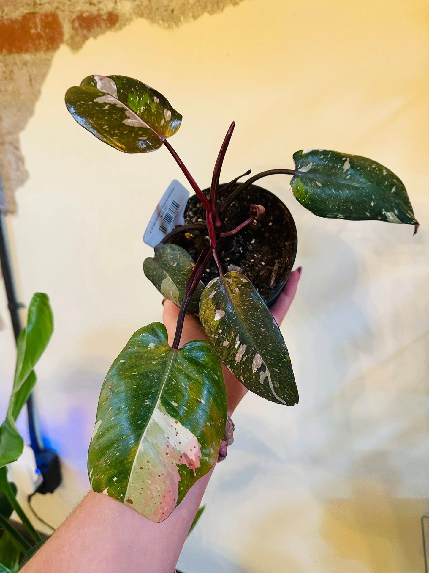 4" Philodendron Red Anderson