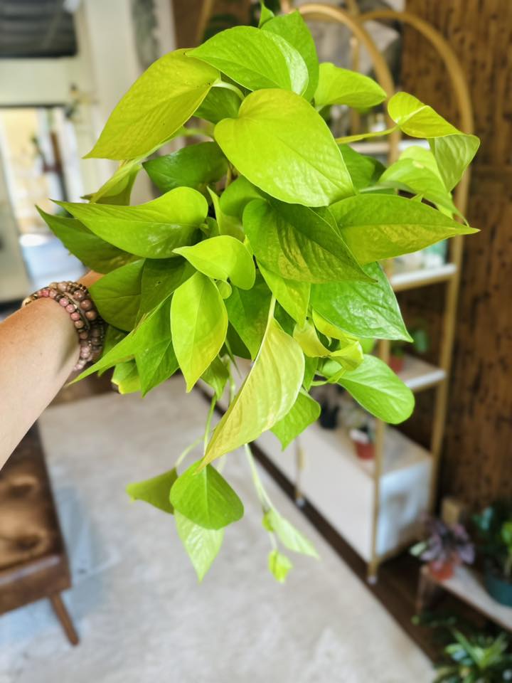 6" Neon Pothos