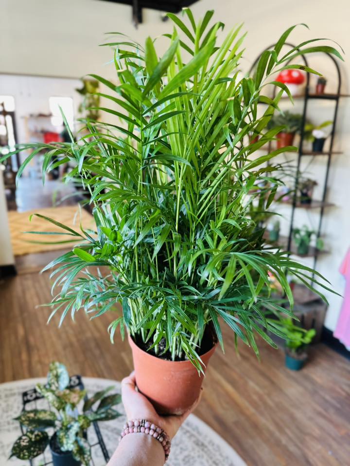 6" Parlor Palm