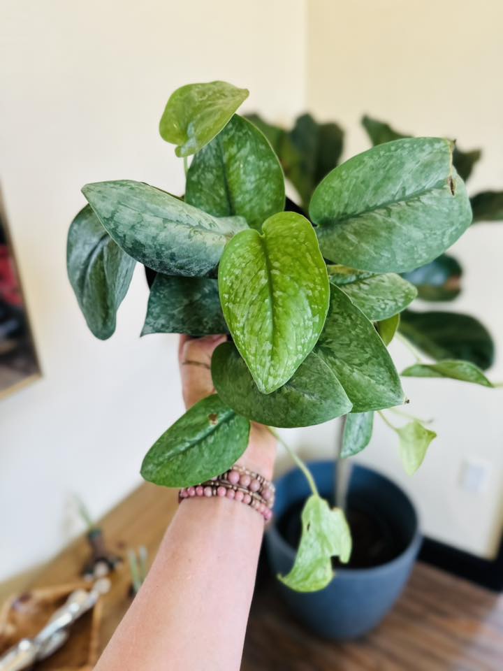 6" Scindapsus Mount Salak